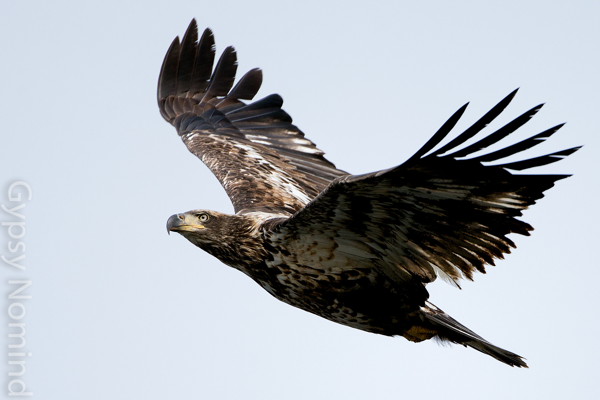 Canon EF 500mm F4L IS USM sample photo. Fall eagle photography
