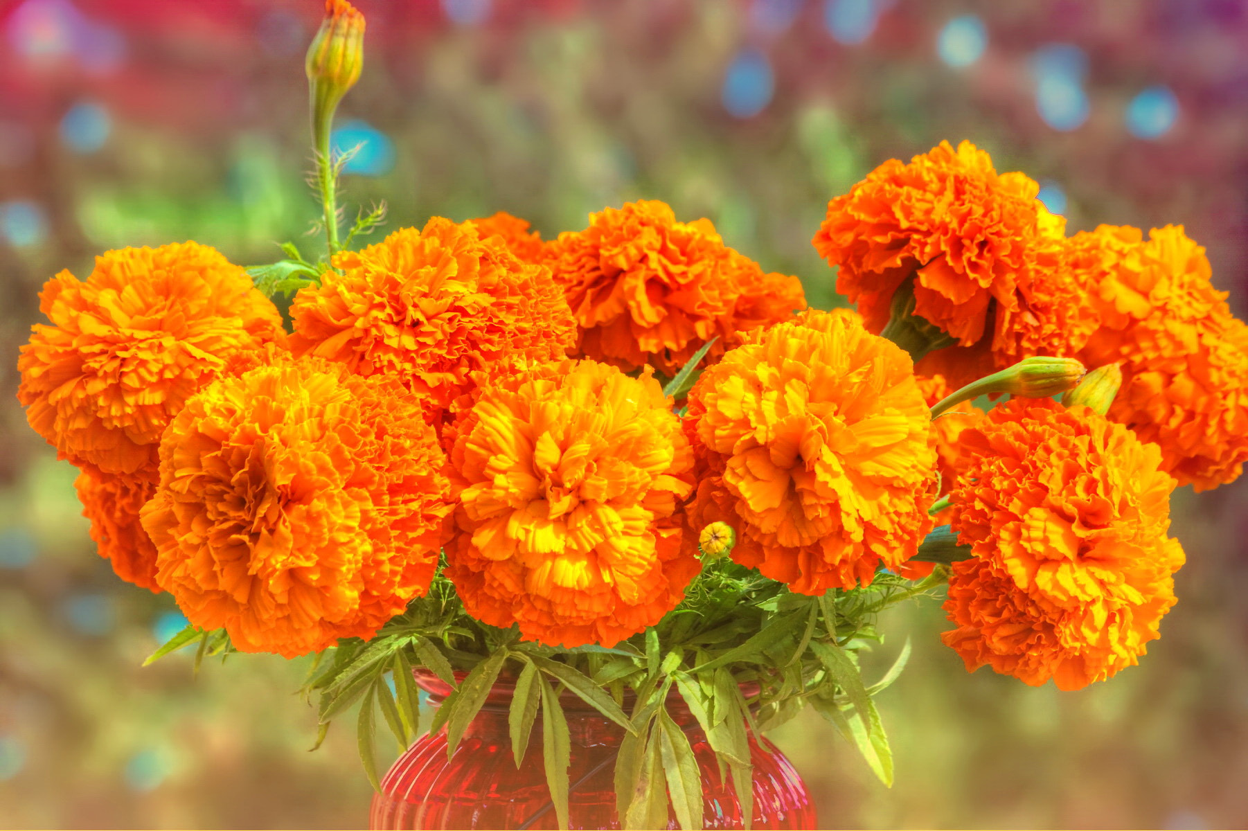 Sigma 70-300mm F4-5.6 APO Macro Super II sample photo. Orange treat... photography