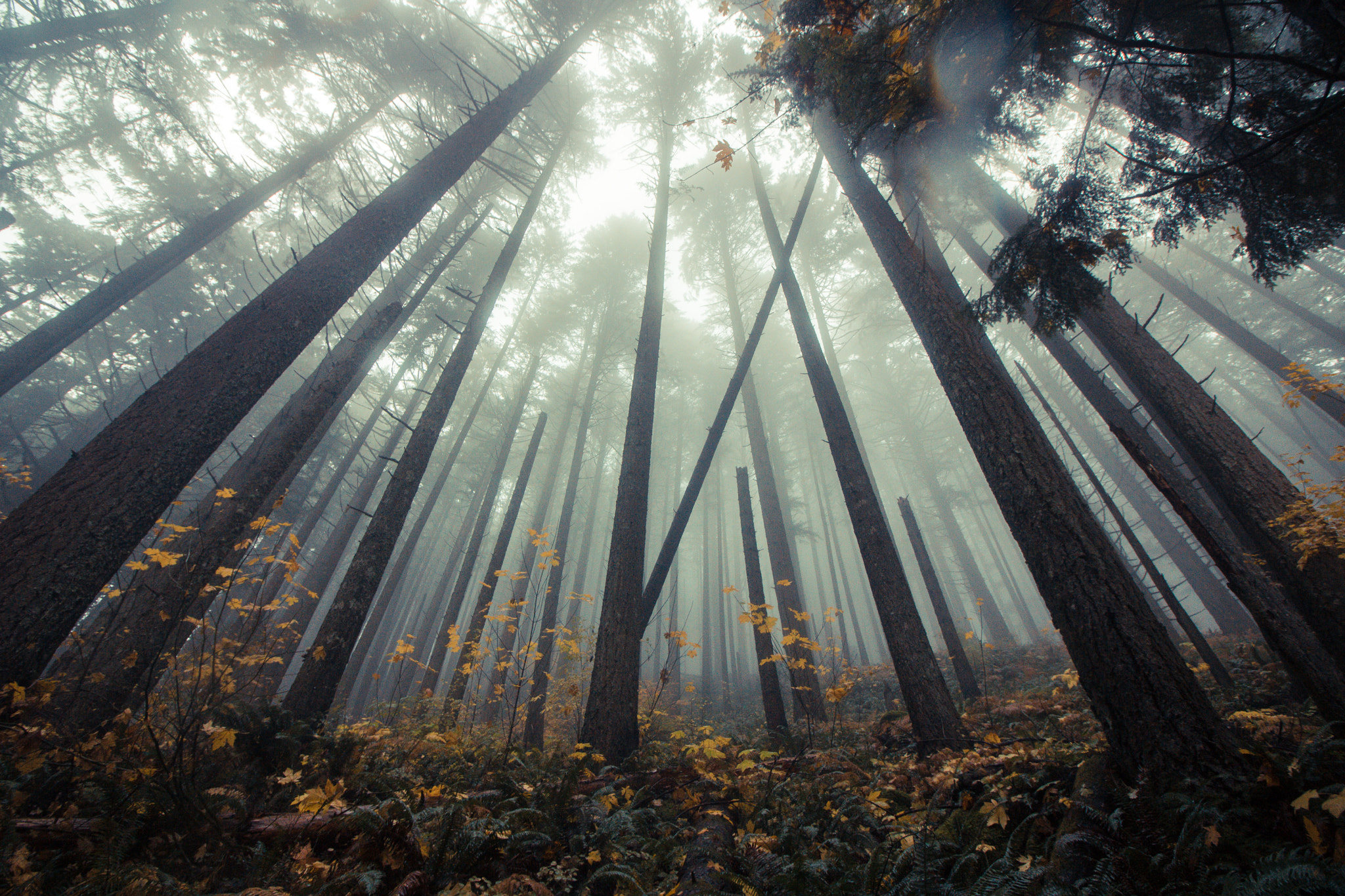 Canon EOS 750D (EOS Rebel T6i / EOS Kiss X8i) sample photo. Wahkeena falls fog photography