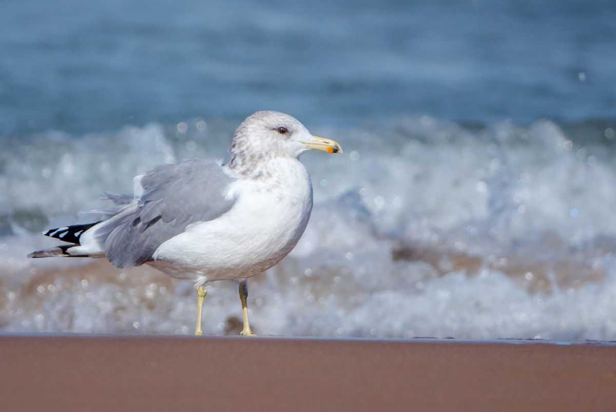 Canon EOS 5DS R + Canon EF 200-400mm F4L IS USM Extender 1.4x sample photo. California gull photography