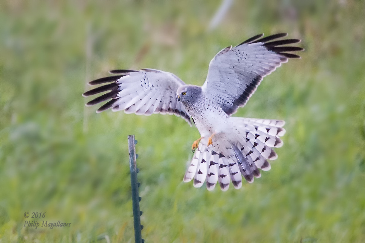 Nikon Nikkor AF-S 300mm F4E PF ED VR sample photo. Northern harrier male photography