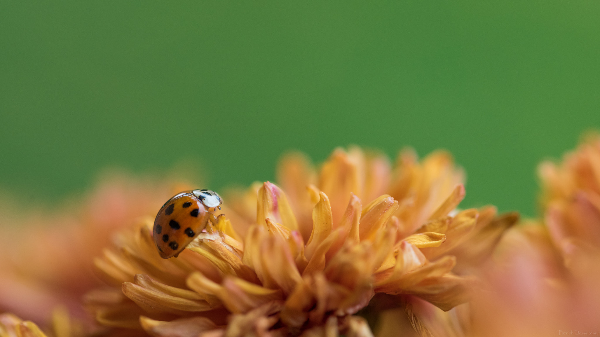 Sigma 105mm F2.8 EX DG OS HSM sample photo. Coccinelle photography