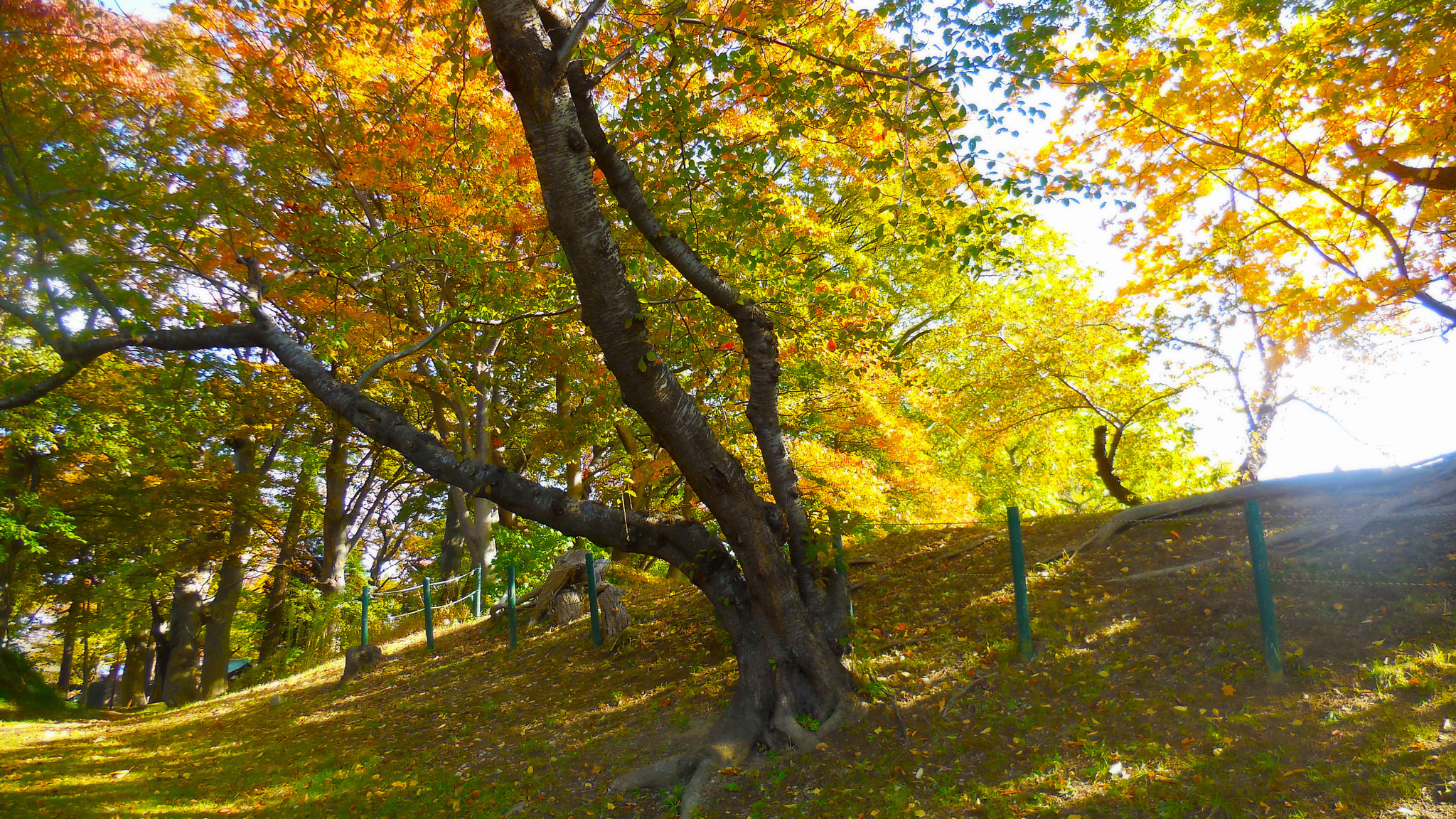 Nikon Coolpix S6400 sample photo. Autumn hillside photography