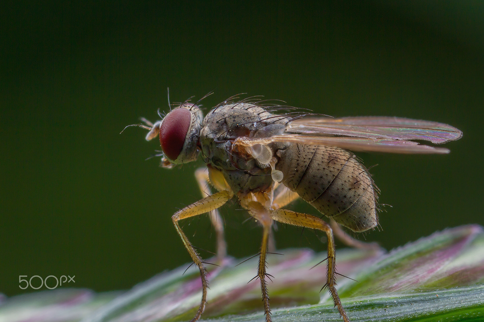 Canon MP-E 65mm F2.5 1-5x Macro Photo sample photo. 景深合成 photography