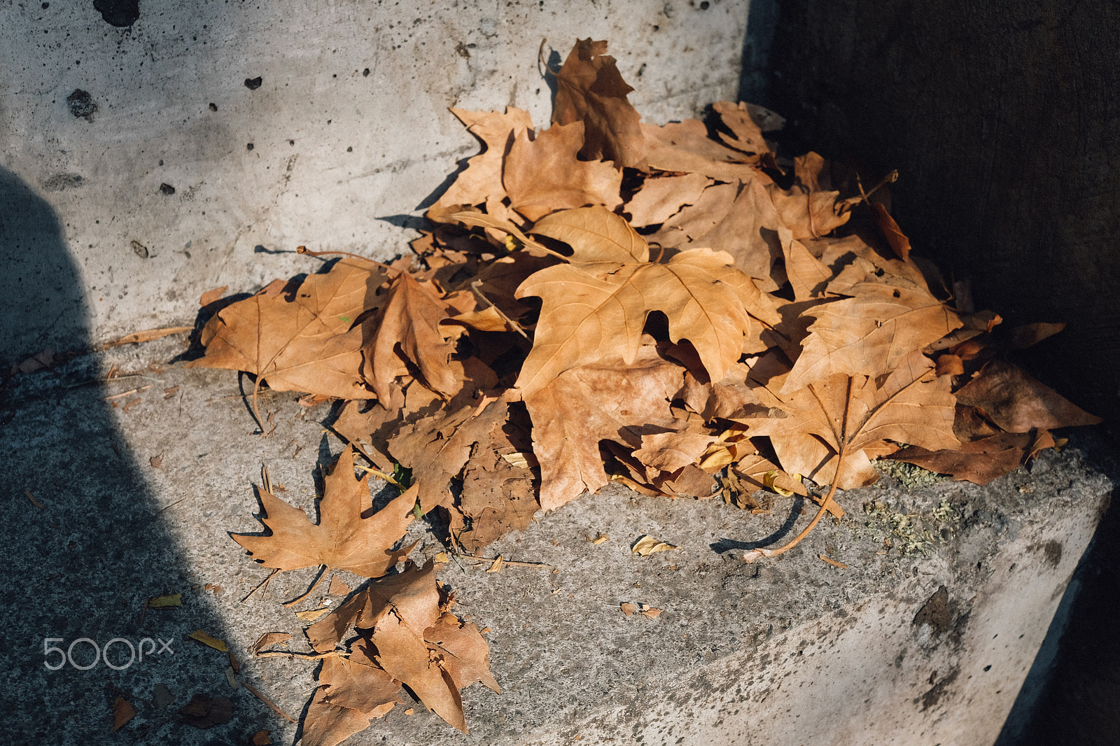 Fujifilm X-T1 + Fujifilm XF 27mm F2.8 sample photo. Last leaves photography