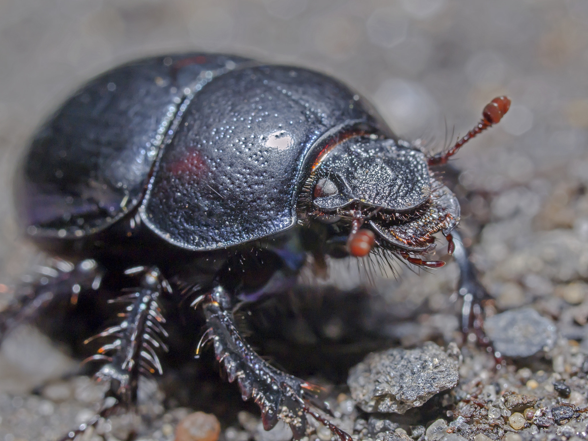 Olympus E-5 + OLYMPUS 50mm Lens sample photo. Beetle photography