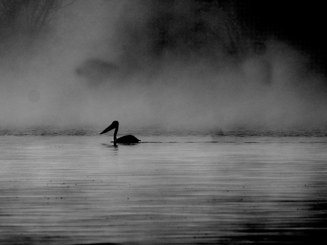 Panasonic Lumix DMC-GH4 + LEICA DG 100-400/F4.0-6.3 sample photo. Rural victoria / australia in b/w photography
