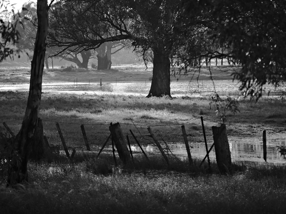 Panasonic Lumix DMC-GH4 + LEICA DG 100-400/F4.0-6.3 sample photo. Rural victoria / australia in b/w photography
