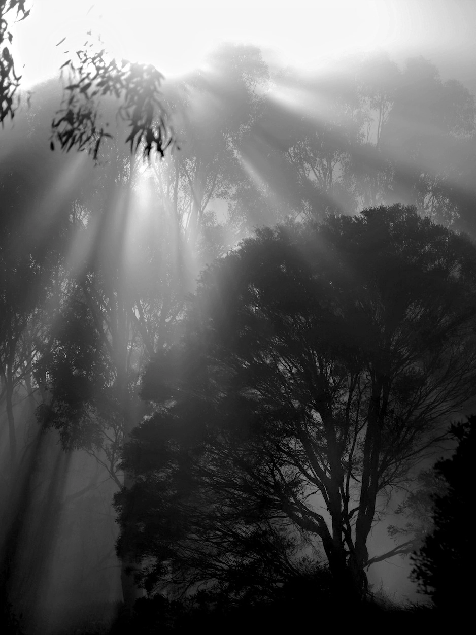 Panasonic Lumix DMC-GH4 + LEICA DG 100-400/F4.0-6.3 sample photo. Rural victoria / australia in b/w photography