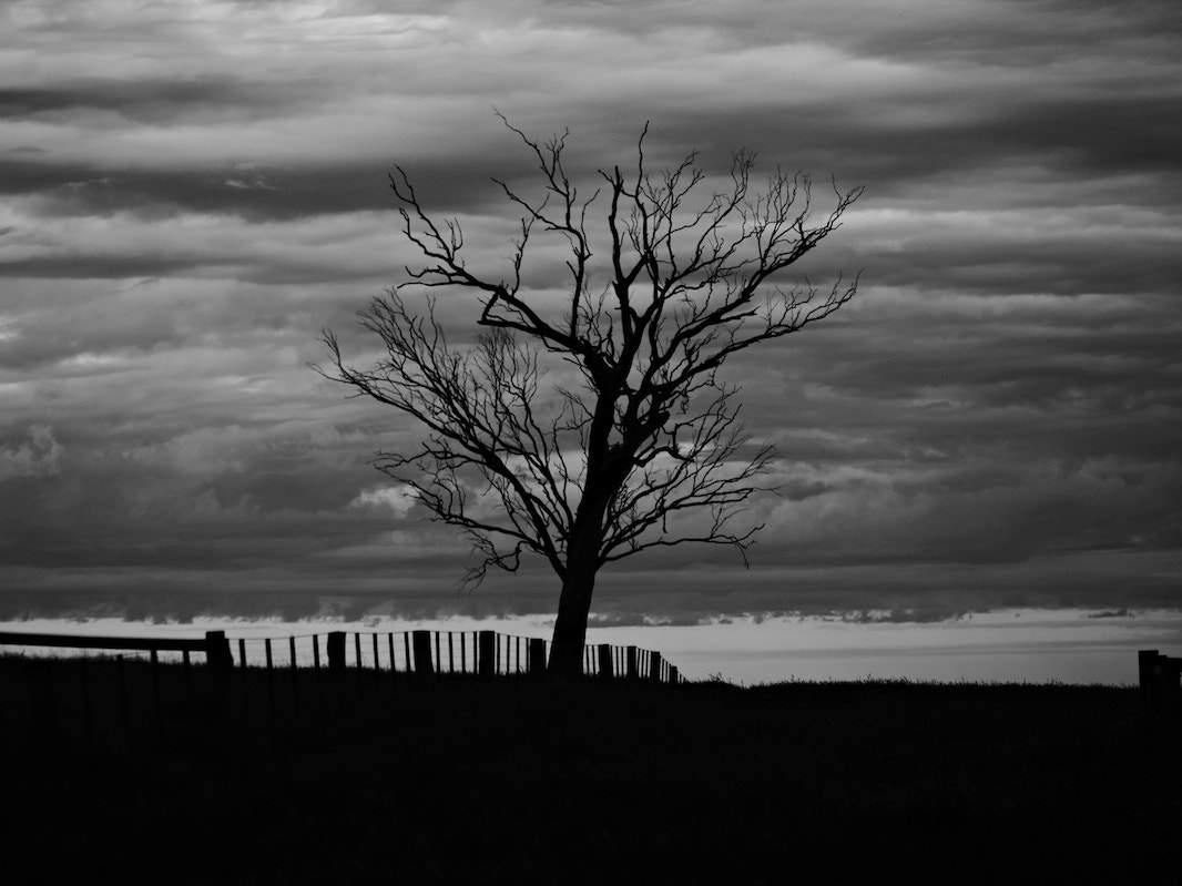 Panasonic Lumix G X Vario 35-100mm F2.8 OIS sample photo. Rural victoria / australia in b/w photography