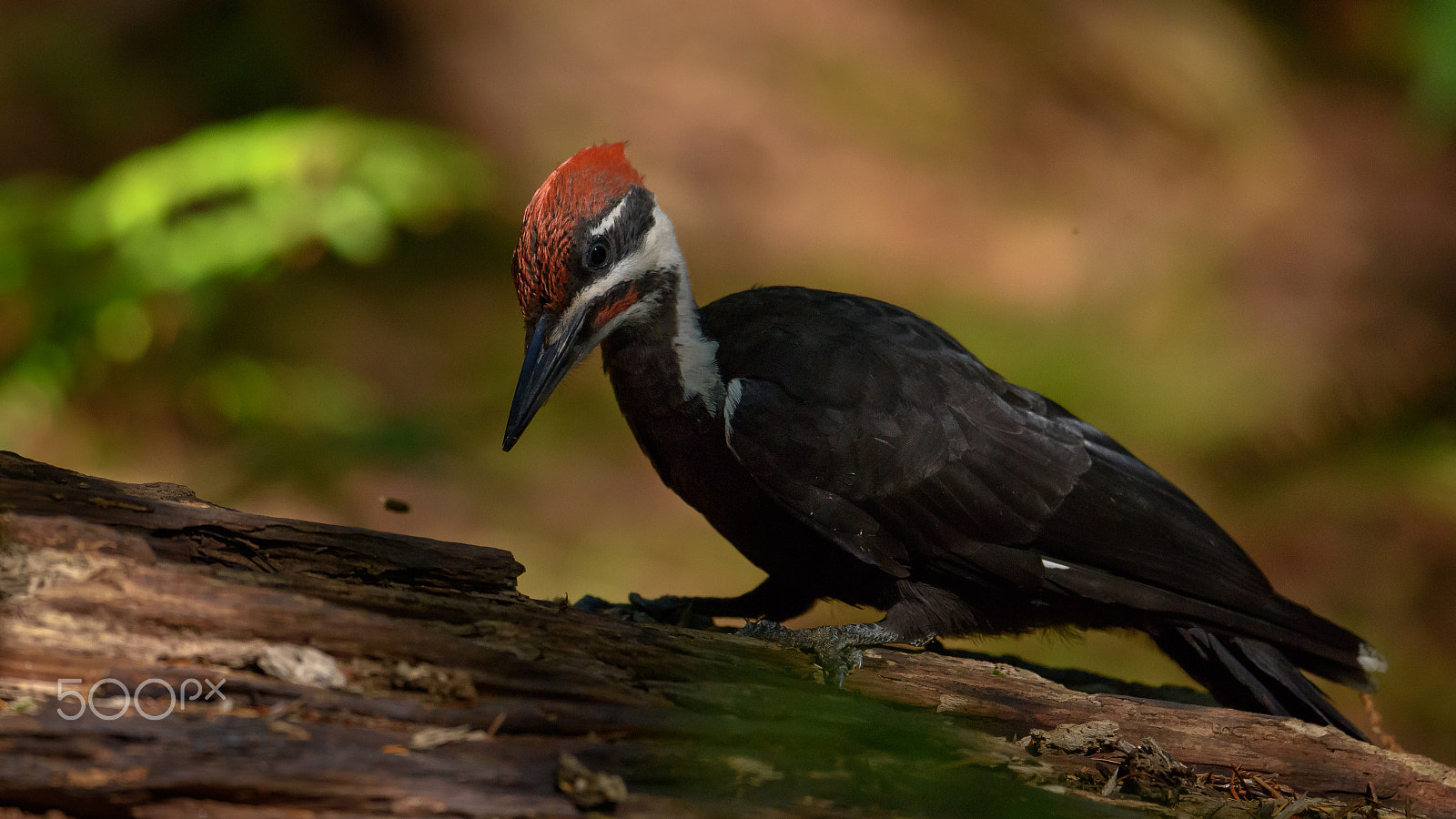 Nikon D810 + Nikon AF-S Nikkor 500mm F4E FL ED VR sample photo. Hard at work photography