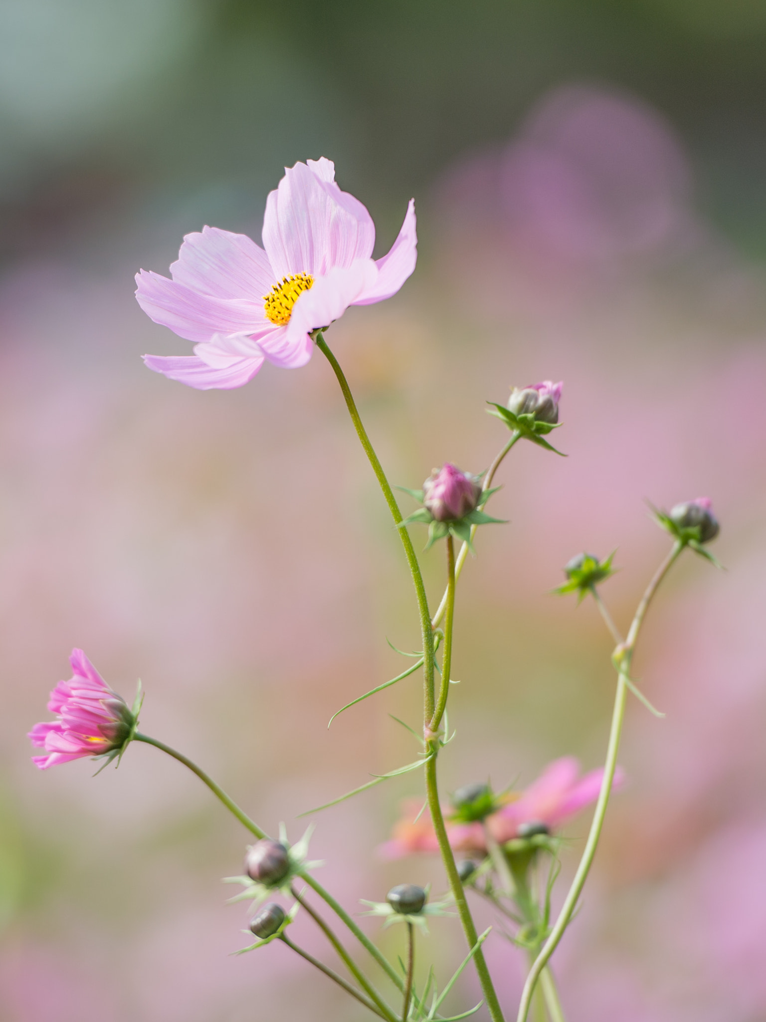 Nikon Df sample photo