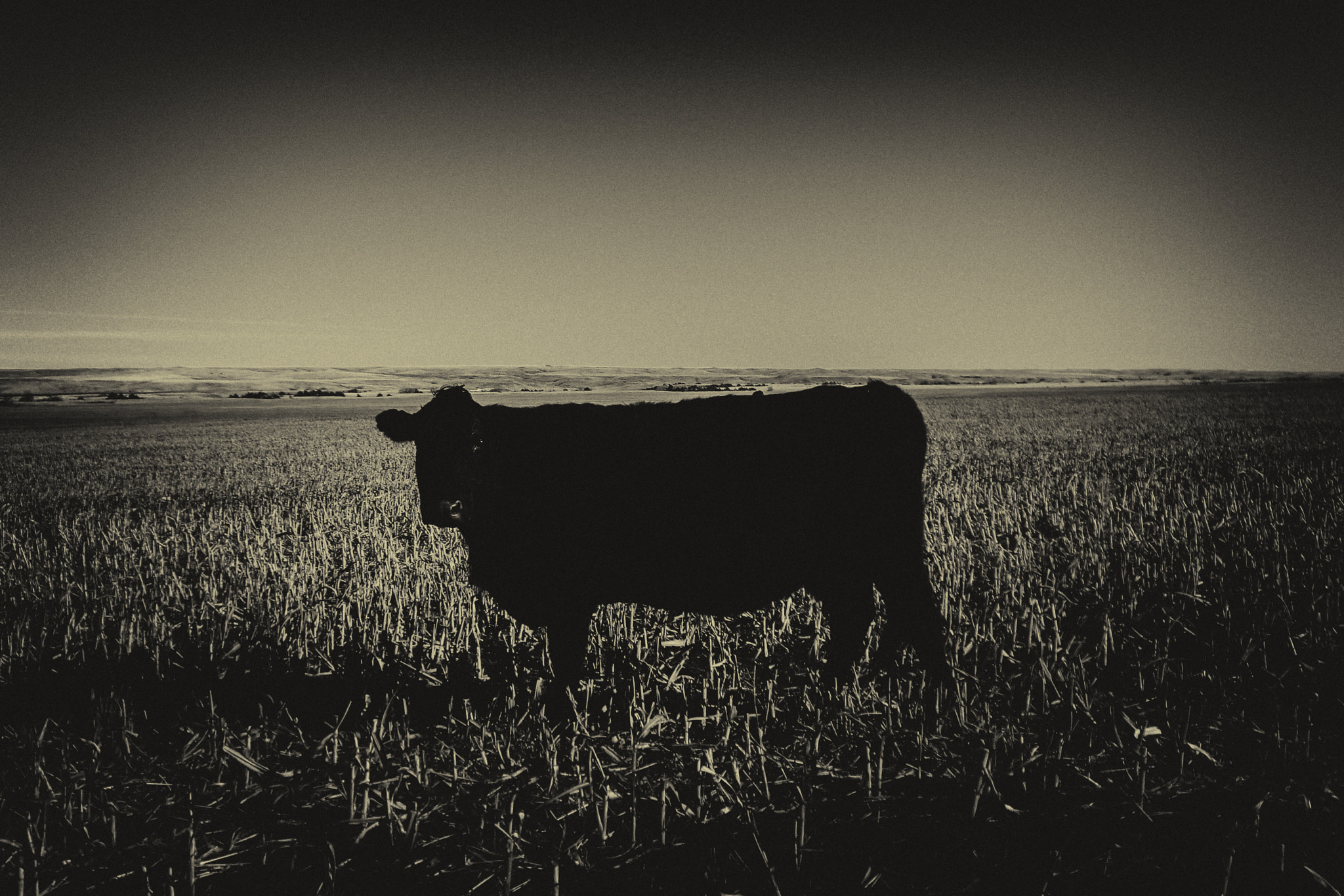 CASIO EX-Z1050 sample photo. Cow in field photography