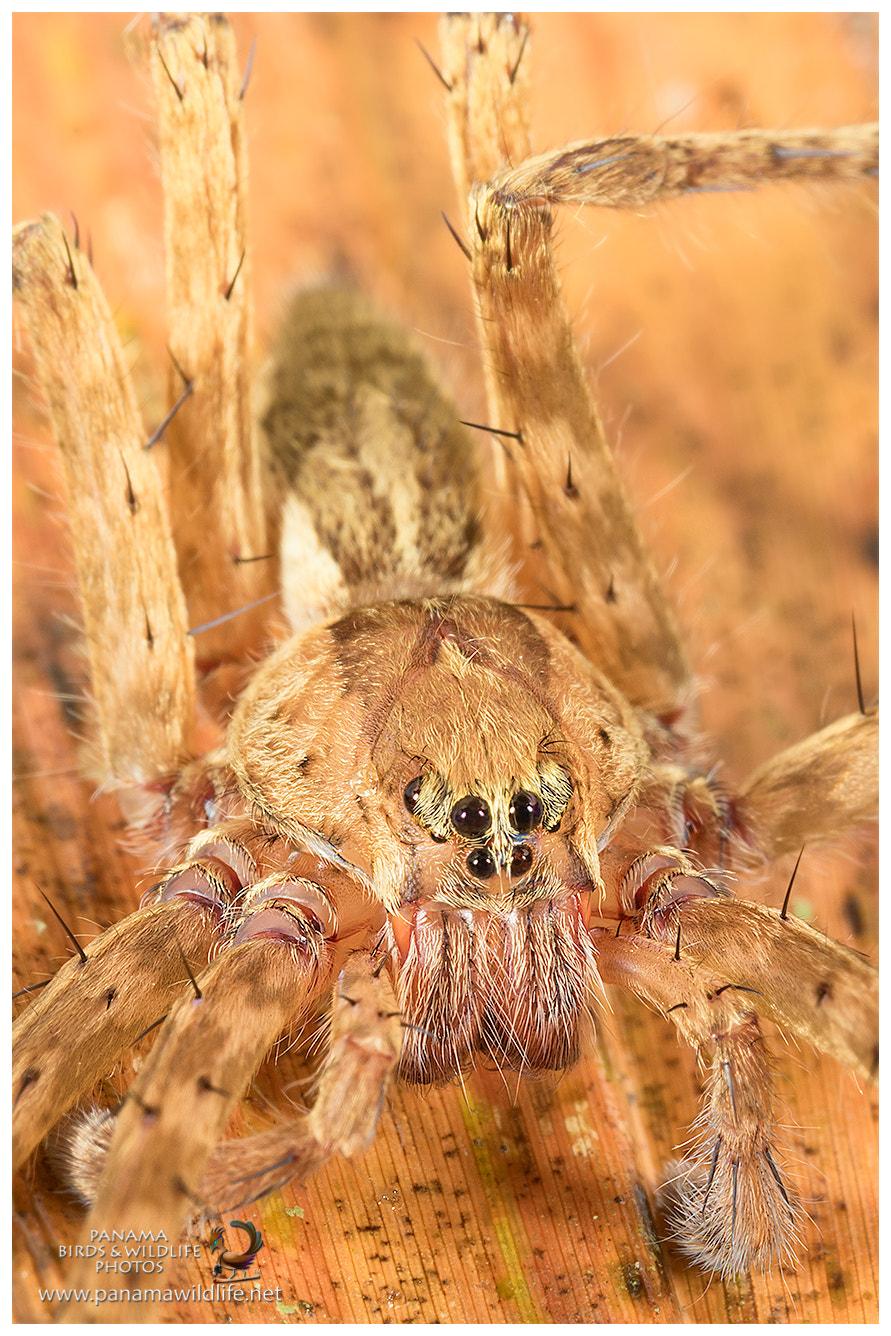 Canon MP-E 65mm F2.5 1-5x Macro Photo sample photo. Wandering spider / araña errante photography