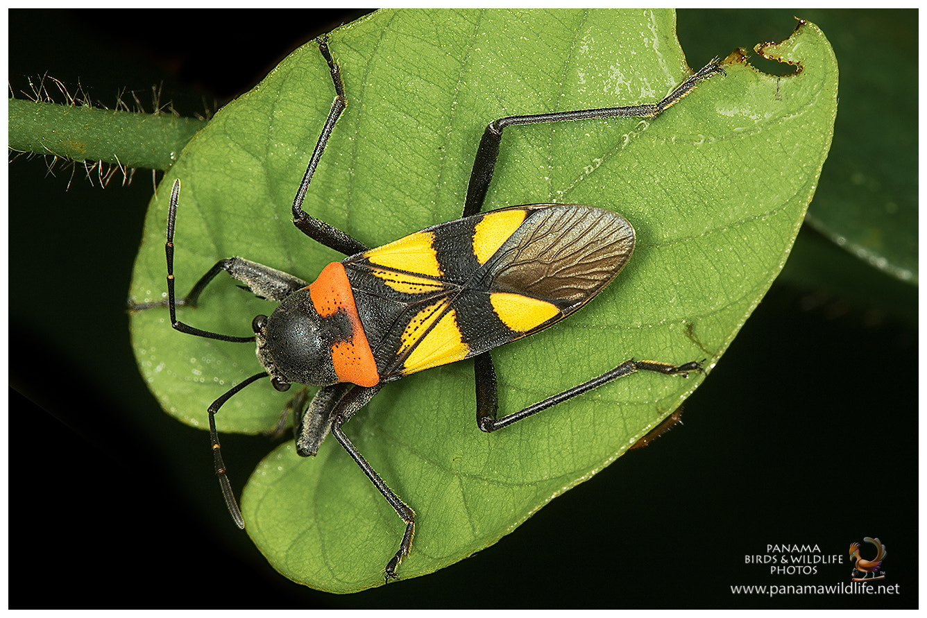 Canon EF 180mm F3.5L Macro USM sample photo. Bordered plant bug / chinche photography