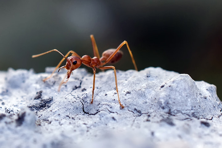 Nikon AF-S DX Micro Nikkor 40mm F2.8 sample photo. Red ant photography