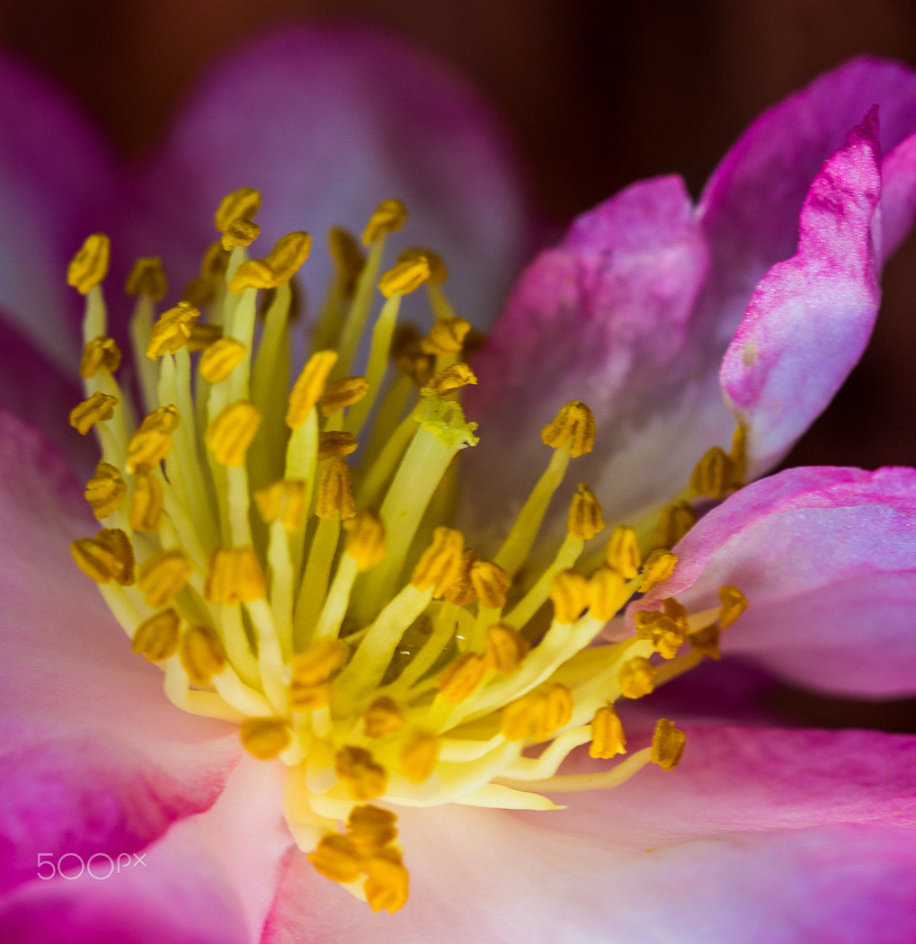 Canon EF 100mm F2.8 Macro USM sample photo. Pink camelia photography