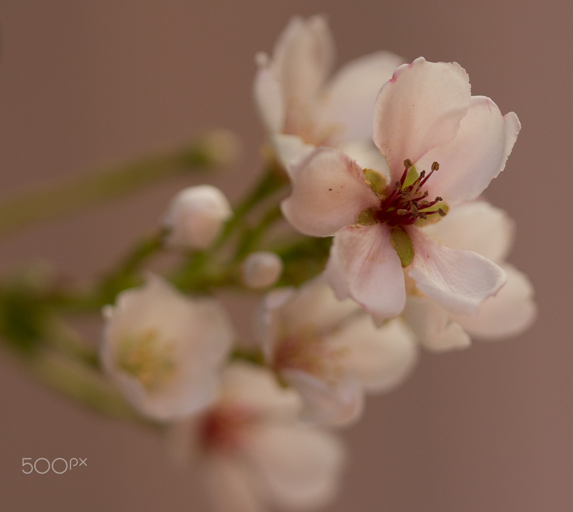 Canon EF 100mm F2.8 Macro USM sample photo. Soft pink photography
