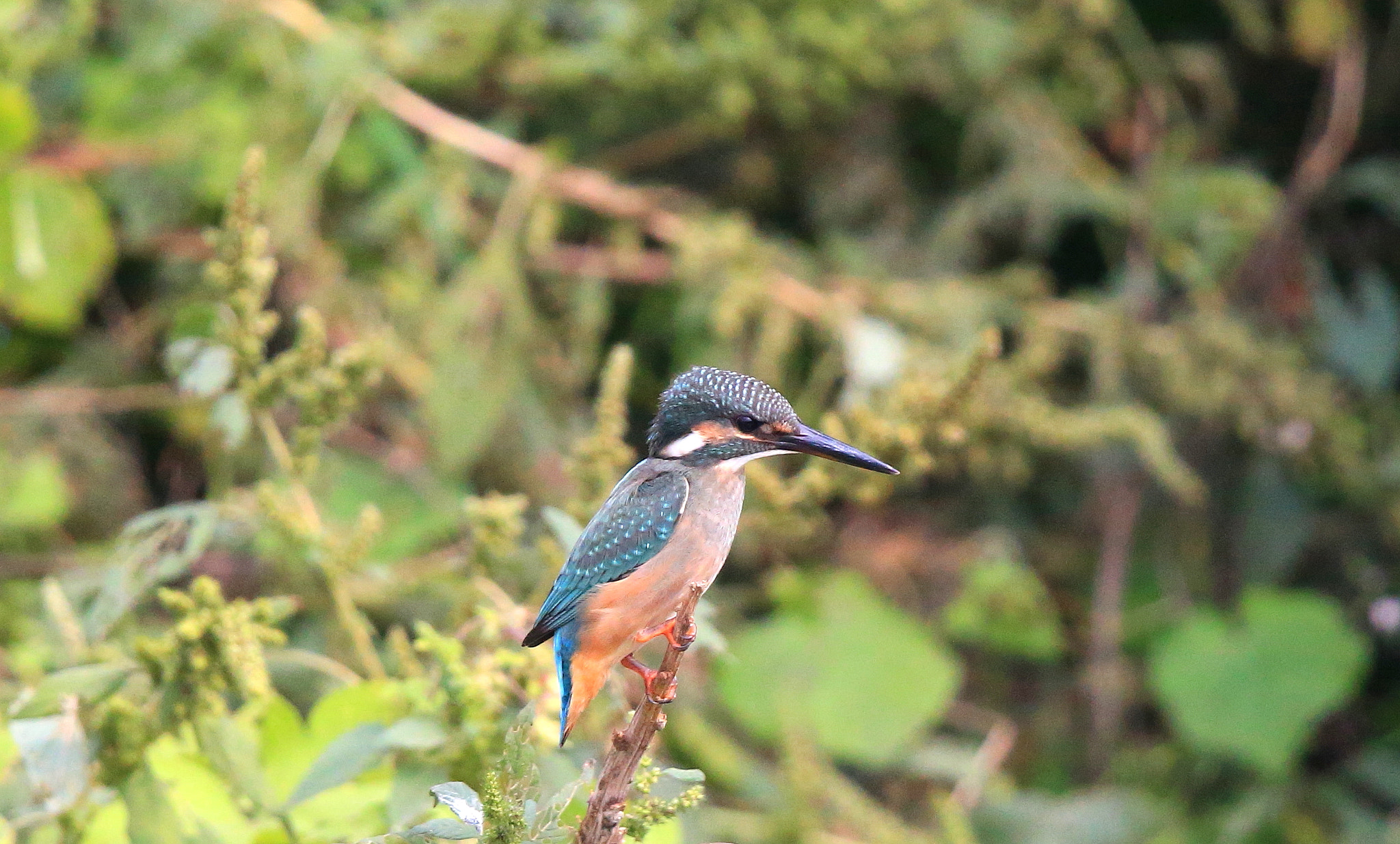 Canon EOS-1D X + Canon EF 600mm F4L IS II USM sample photo. 050 photography