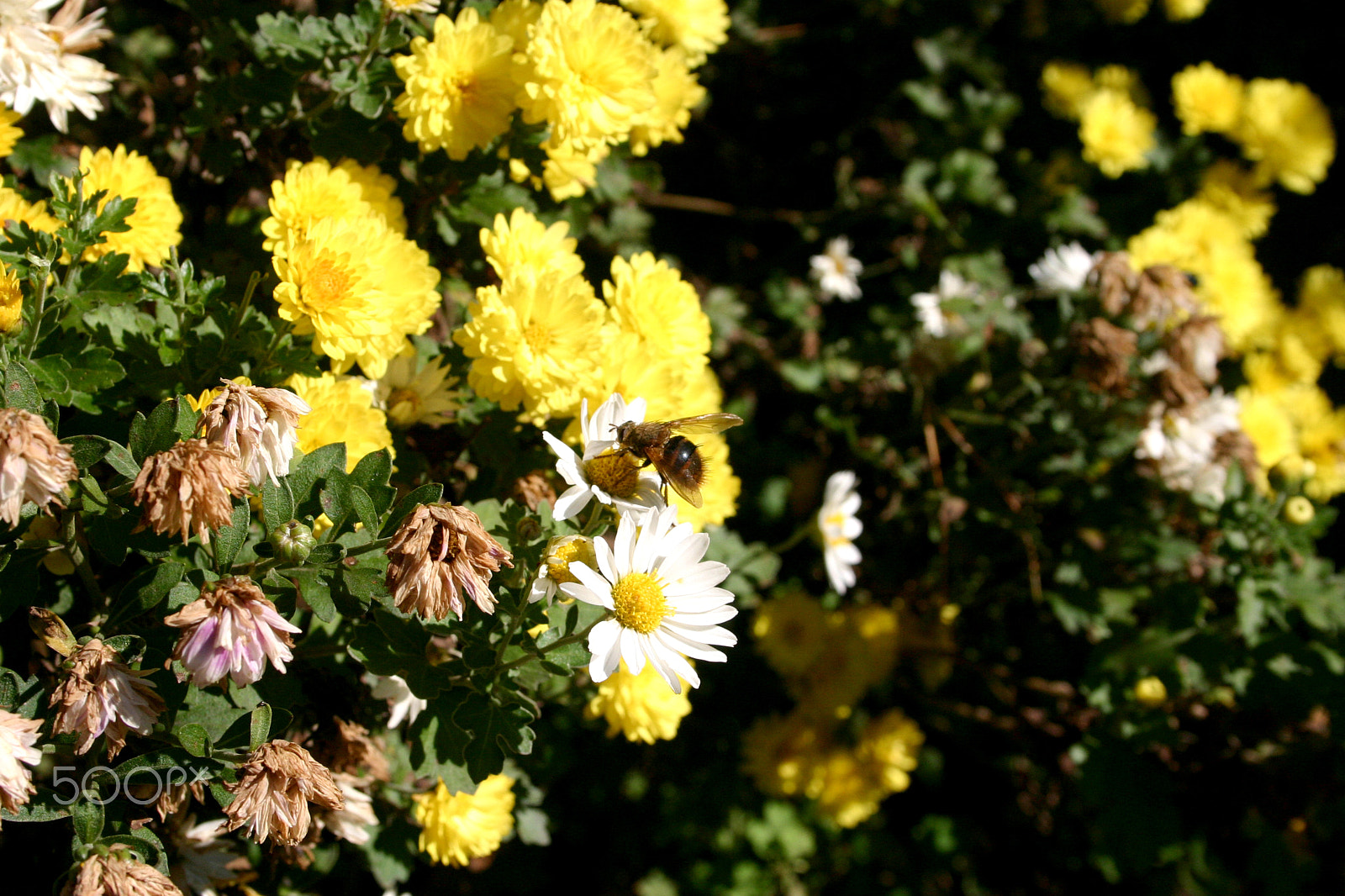 Canon EOS 300D (EOS Digital Rebel / EOS Kiss Digital) sample photo. Bee photography