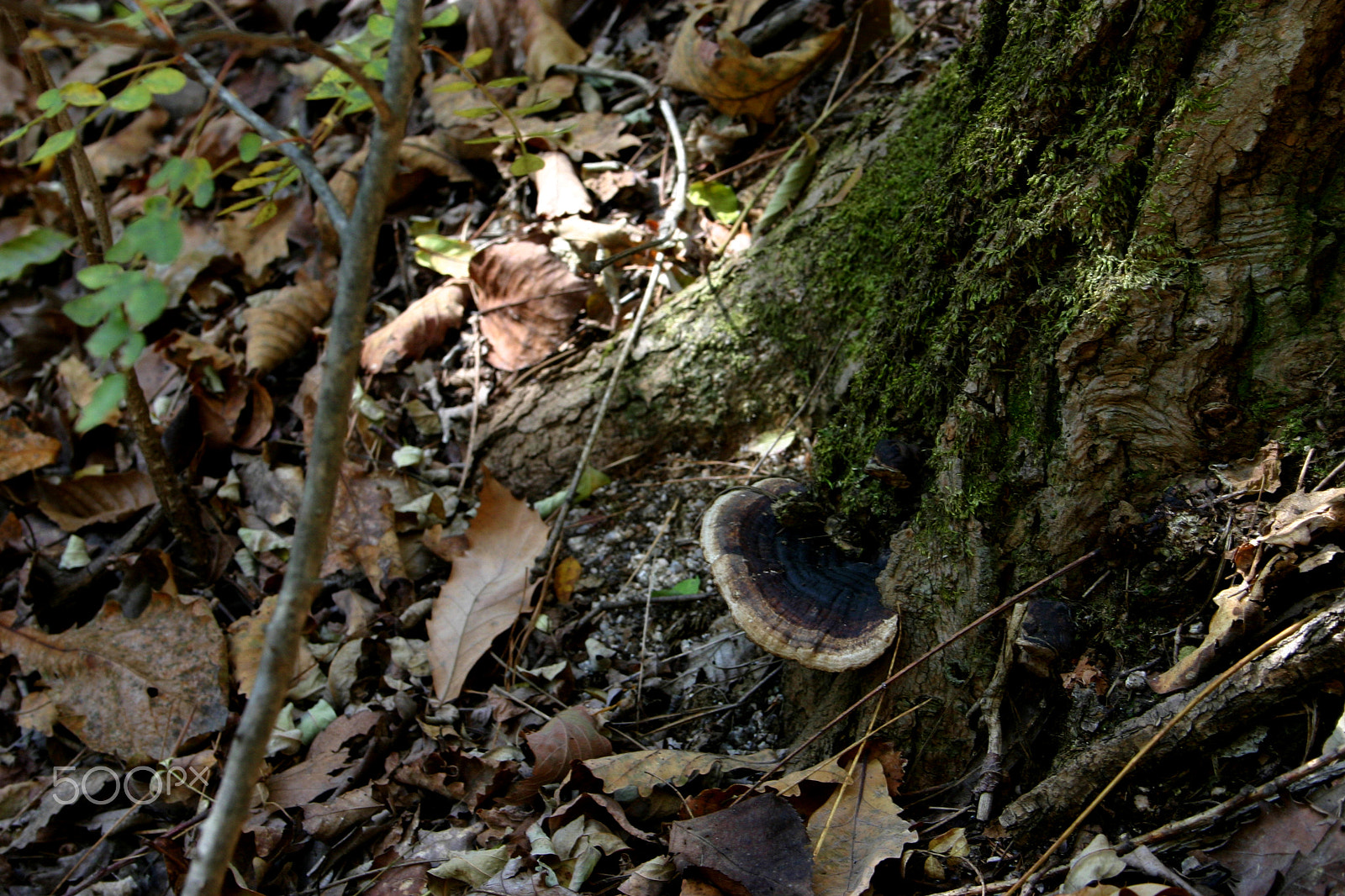 Canon EOS 300D (EOS Digital Rebel / EOS Kiss Digital) sample photo. Mushroom photography