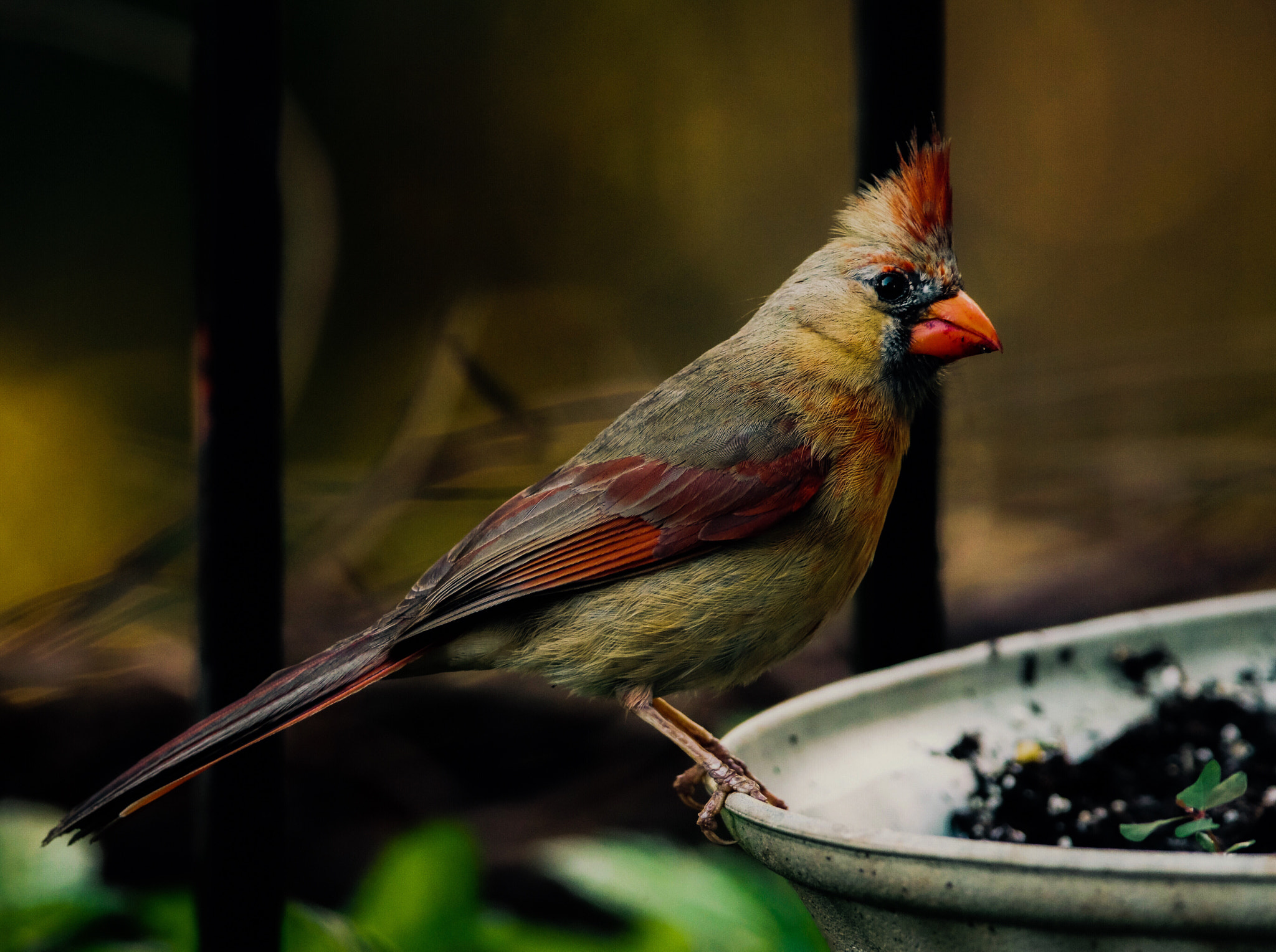 Canon EF 400mm F2.8L IS II USM sample photo. Cardinal photography