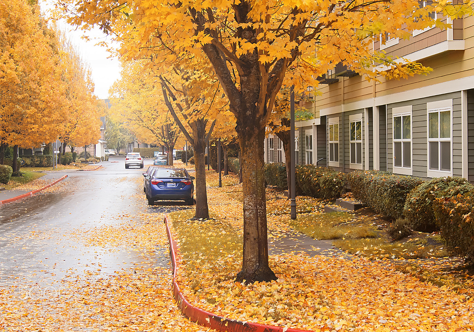 Sony SLT-A77 sample photo. Autumn residential photography