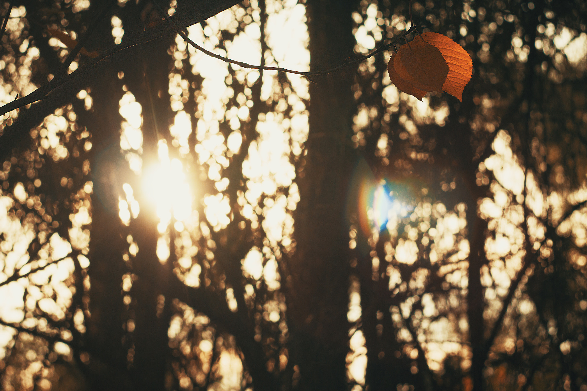 Canon EF 35-80mm f/4-5.6 sample photo. My autumn photography