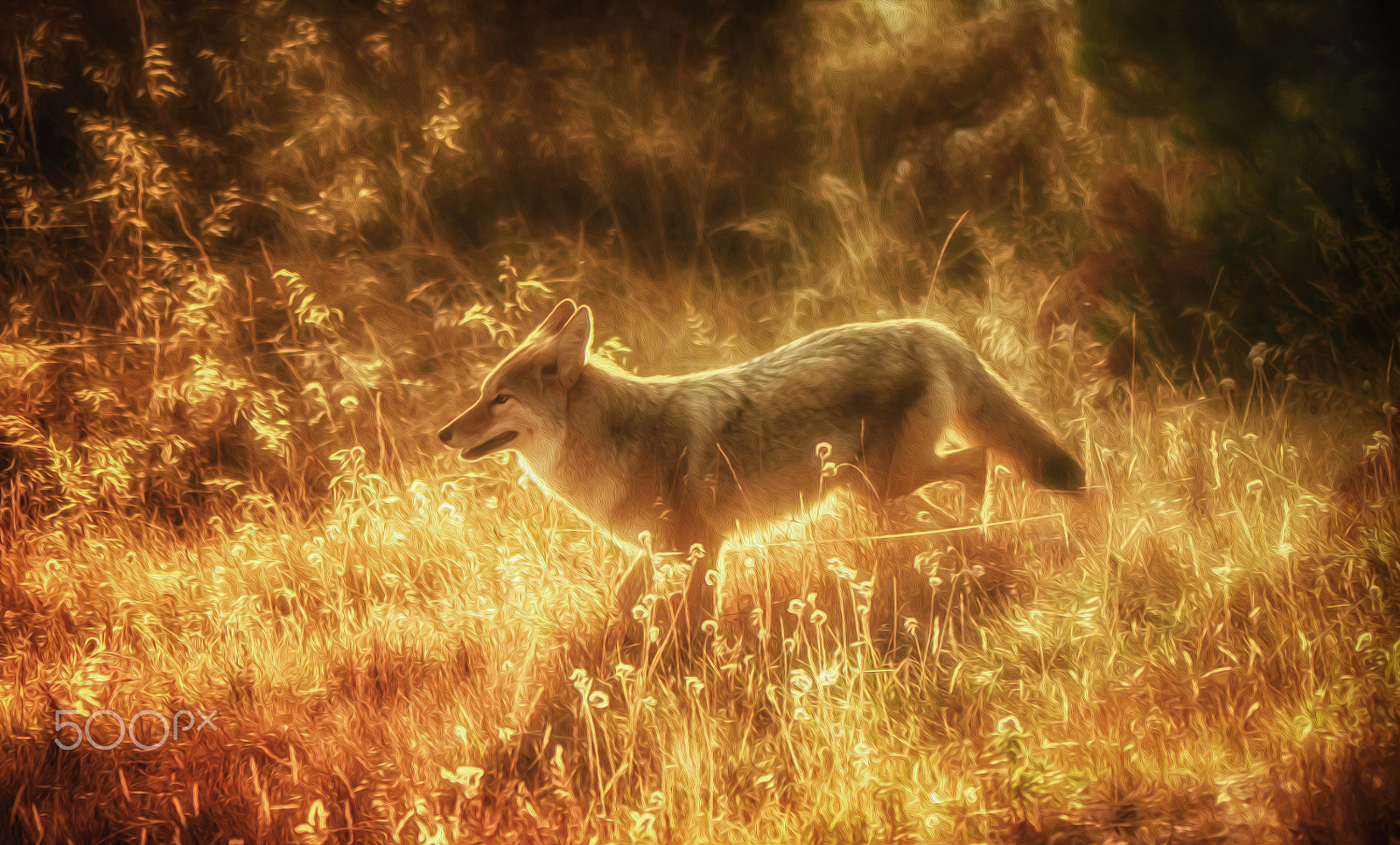 Panasonic Lumix DMC-G5 sample photo. Sundance coyote photography