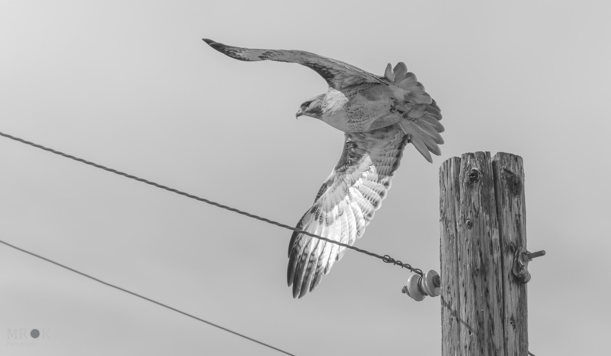 Canon EF 70-200mm F4L USM sample photo. Blackandwhite hawk.jpg photography