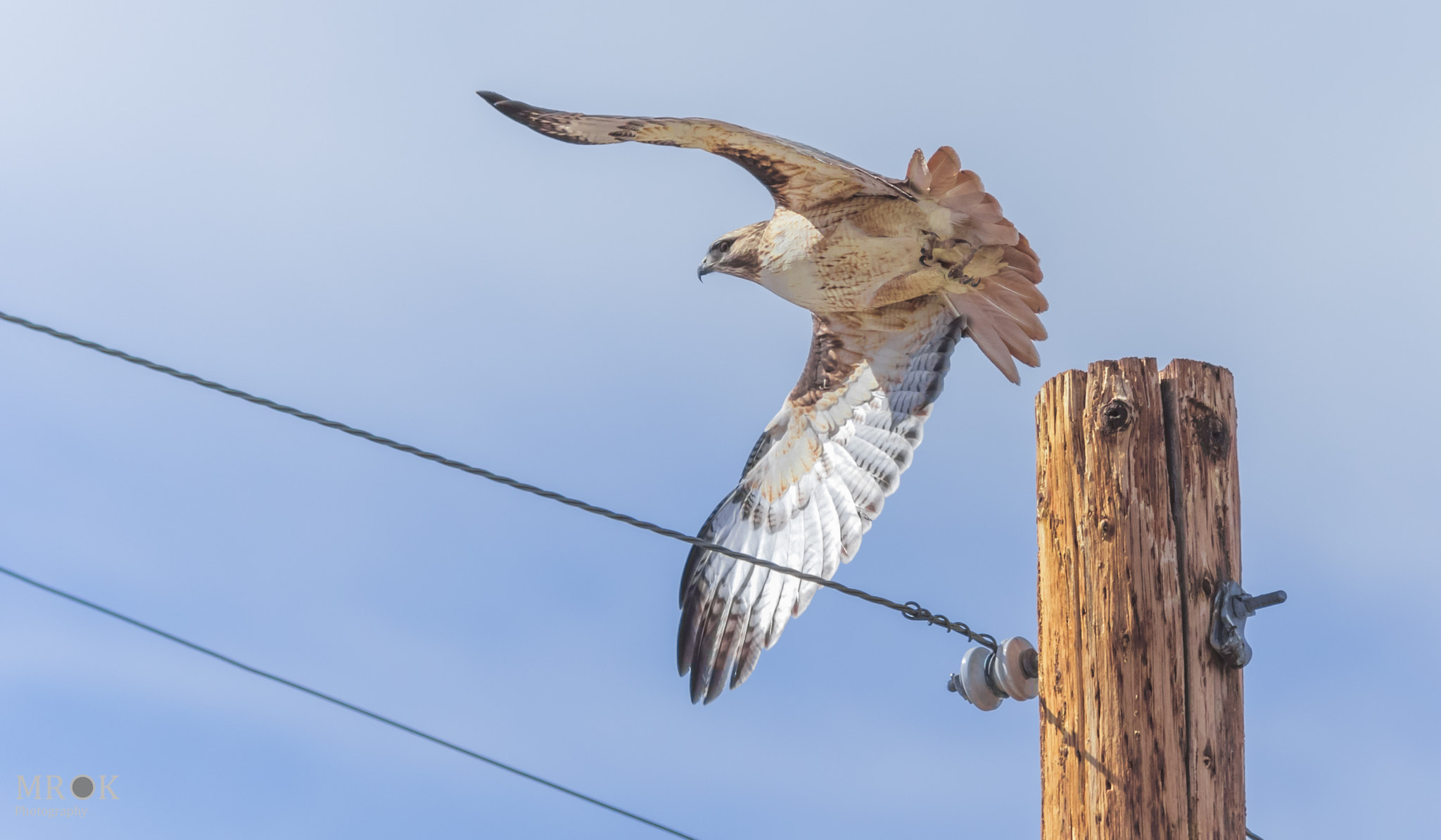 Canon EF 70-200mm F4L USM sample photo. Color hawk photography