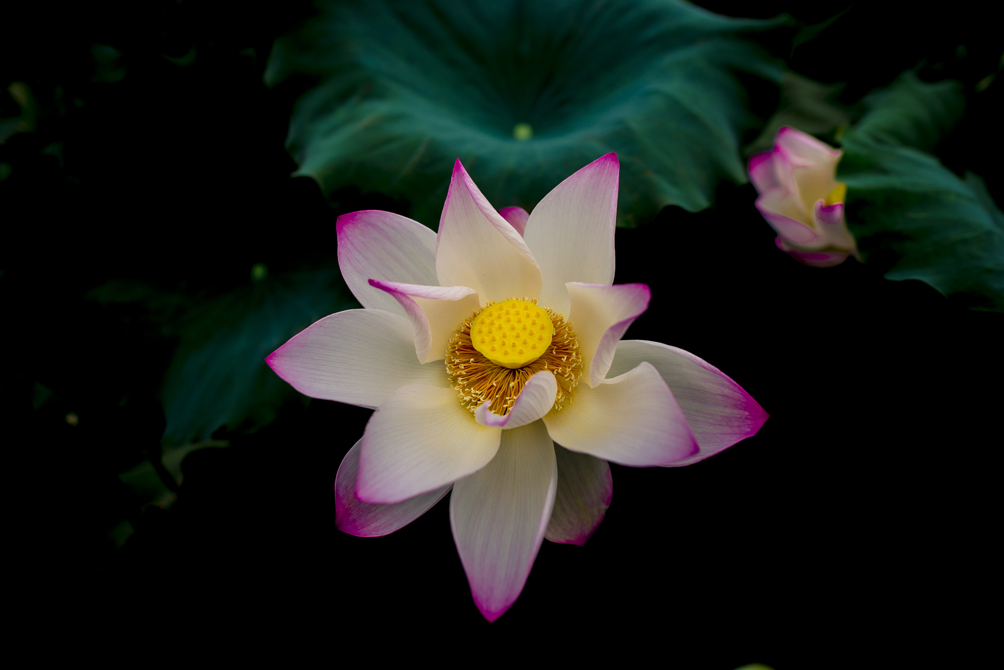 Nikon AF-S Nikkor 24mm F1.4G ED sample photo
