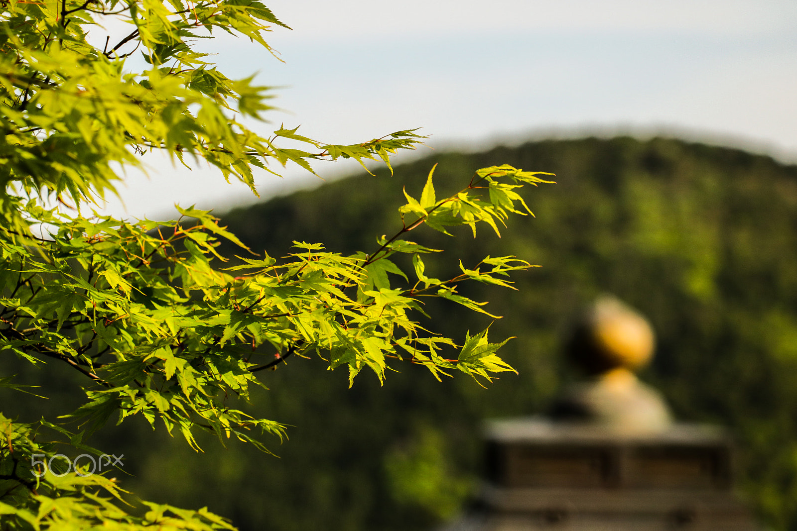 Canon EOS 760D (EOS Rebel T6s / EOS 8000D) sample photo. Kurama's momiji photography