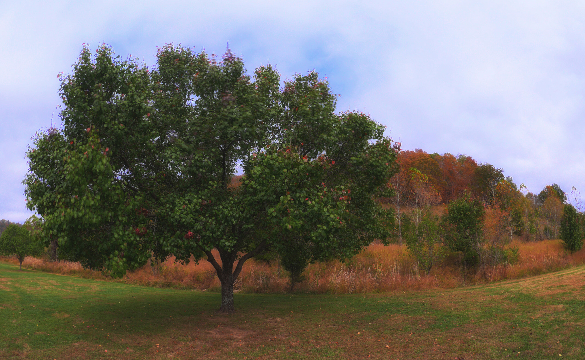 LUMIX G FISHEYE 8/F3.5 sample photo. Tree deep photography