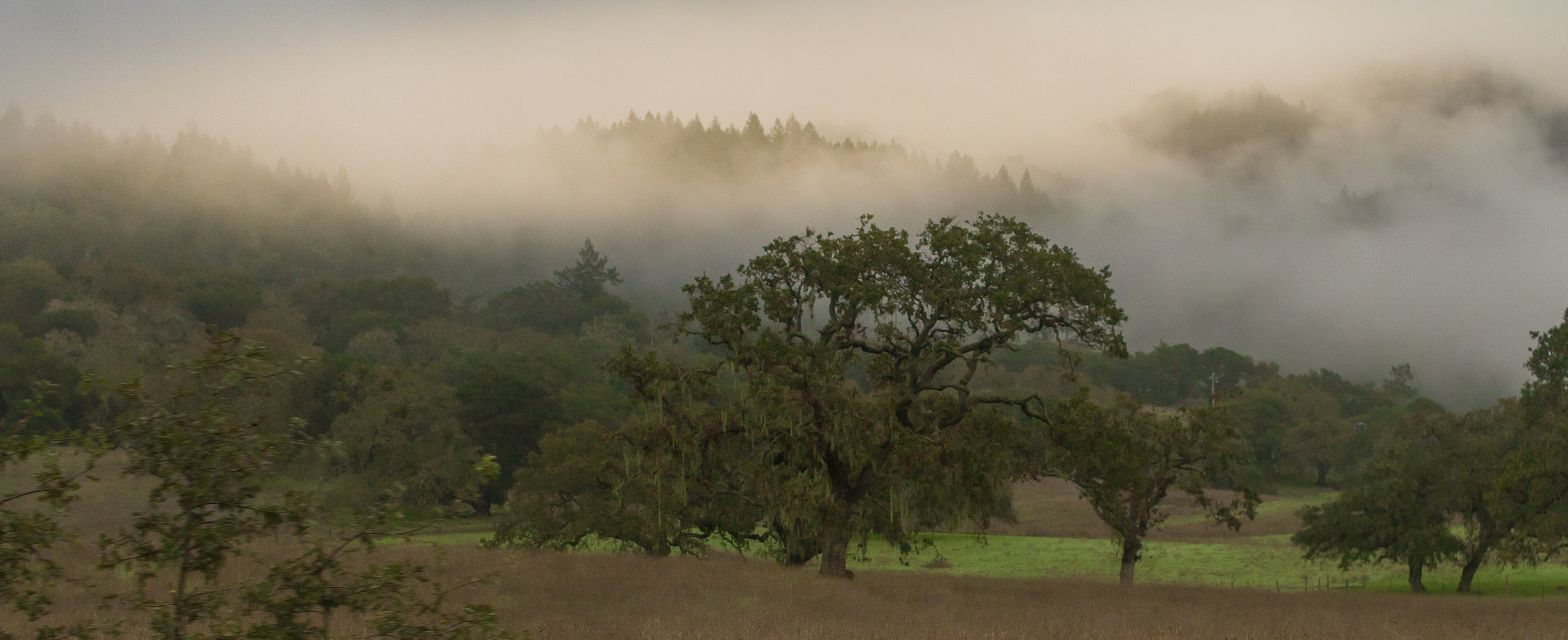 Sigma 50mm F1.4 EX DG HSM sample photo. Wine country in the fog photography