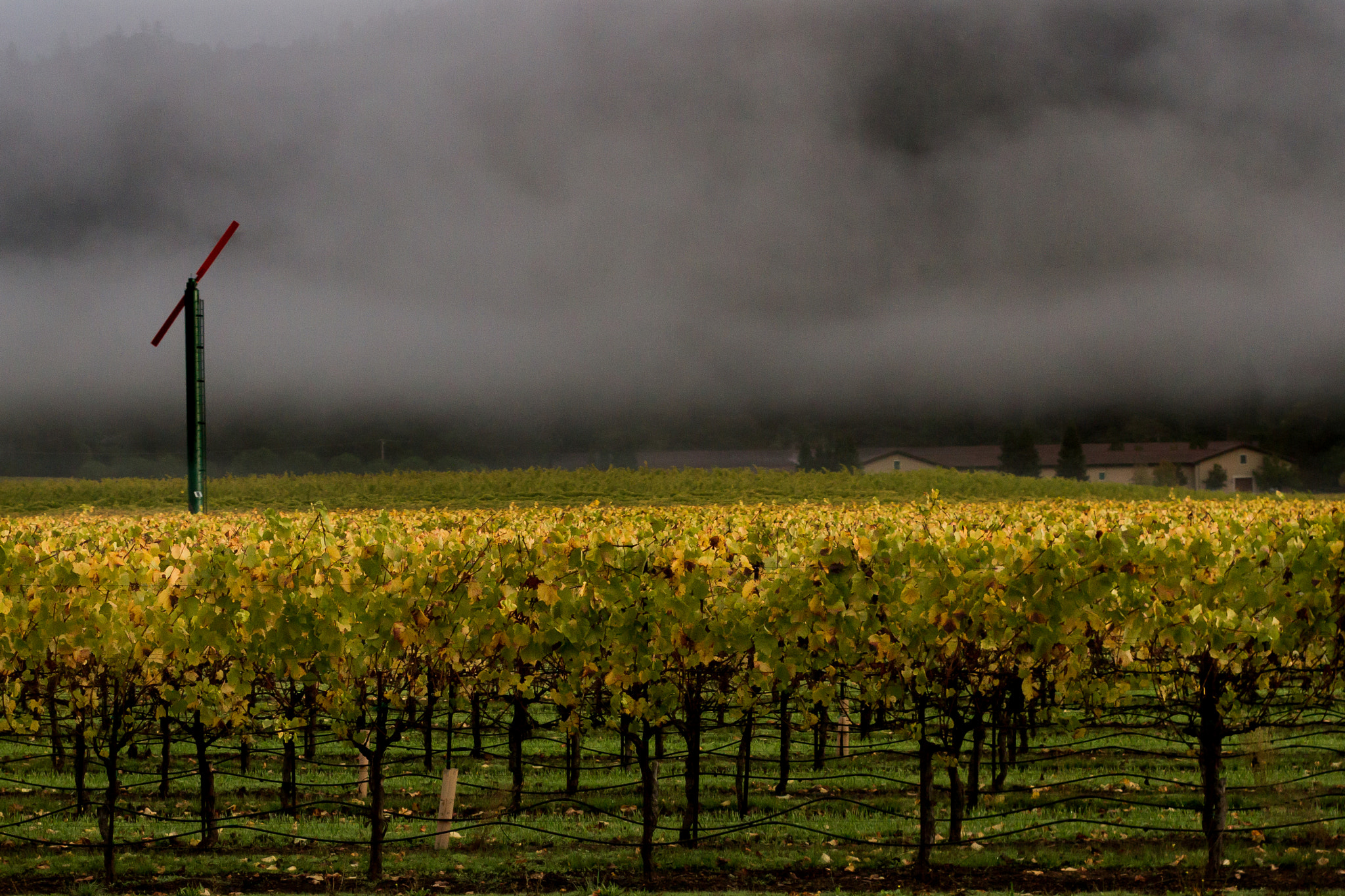 Canon EOS 7D sample photo. Wine country in the fog photography