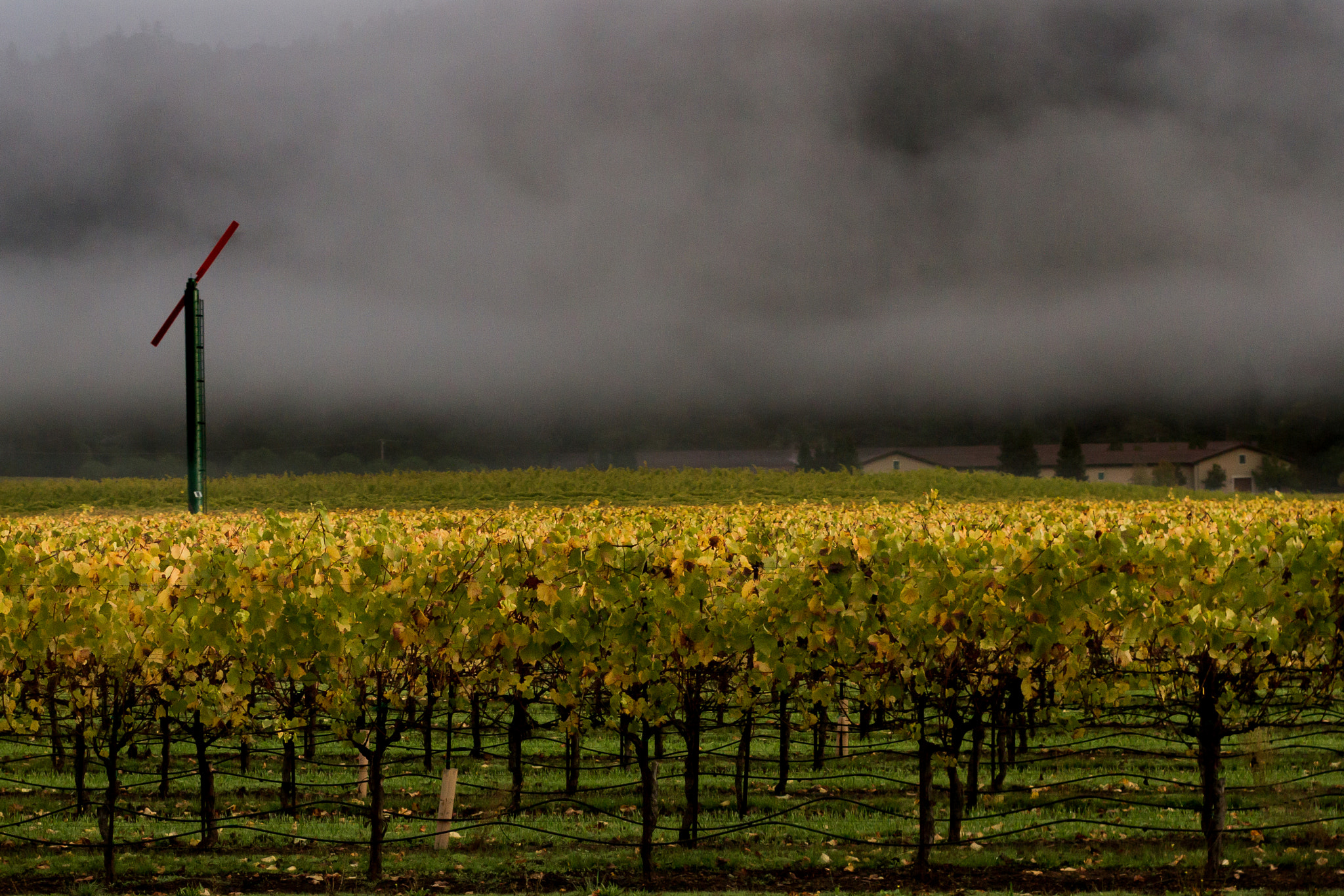 Sigma 50mm F1.4 EX DG HSM sample photo. Wine country in the fog photography
