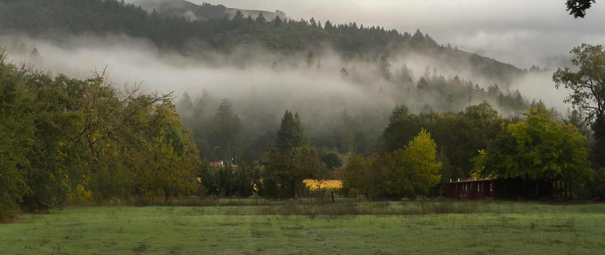 Sigma 50mm F1.4 EX DG HSM sample photo. Wine country in the fog photography