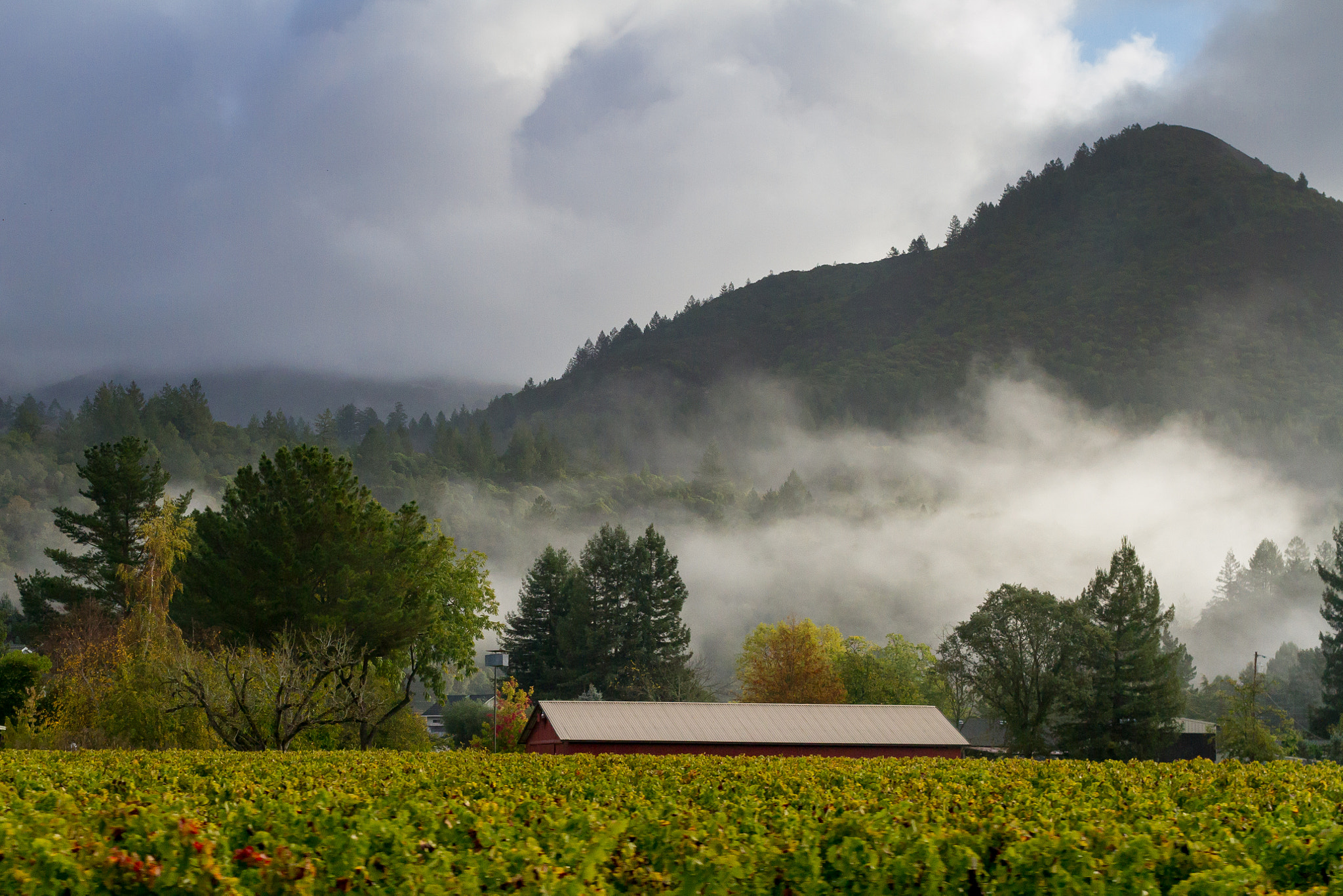 Sigma 50mm F1.4 EX DG HSM sample photo. Wine country in the fog photography