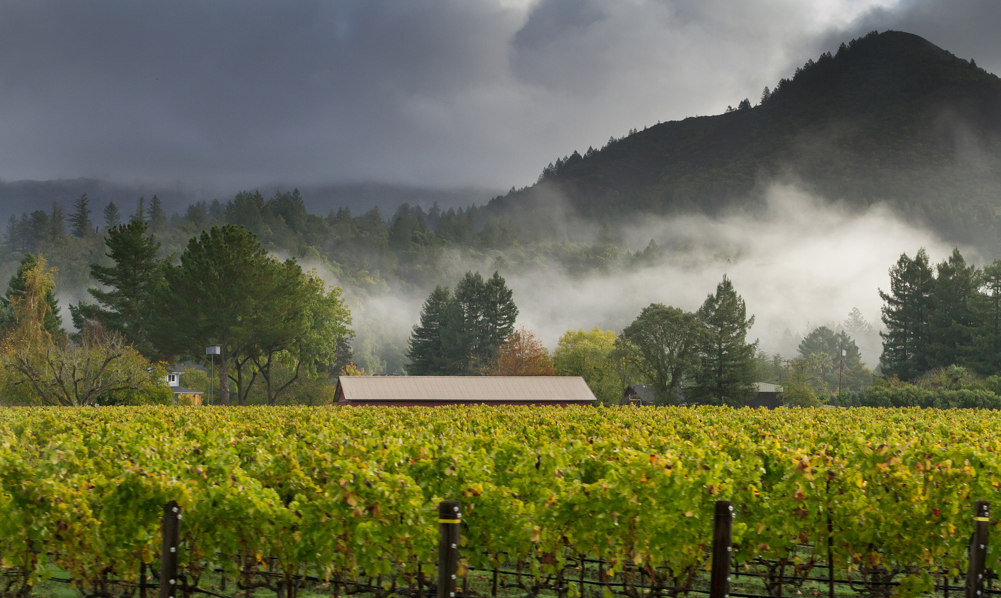 Sigma 50mm F1.4 EX DG HSM sample photo. Wine country in the fog photography