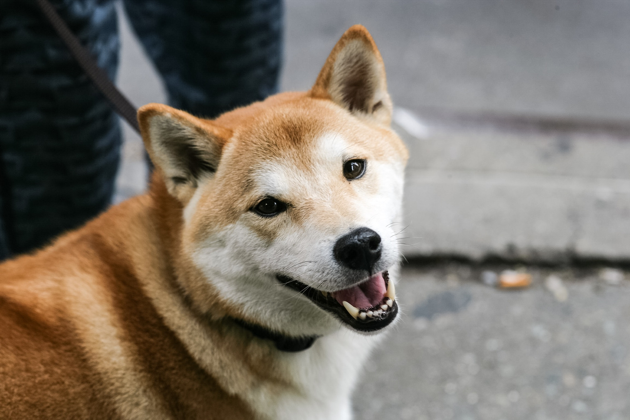 Canon EF 100mm F2.0 USM sample photo. Dog looking at me in nyc photography