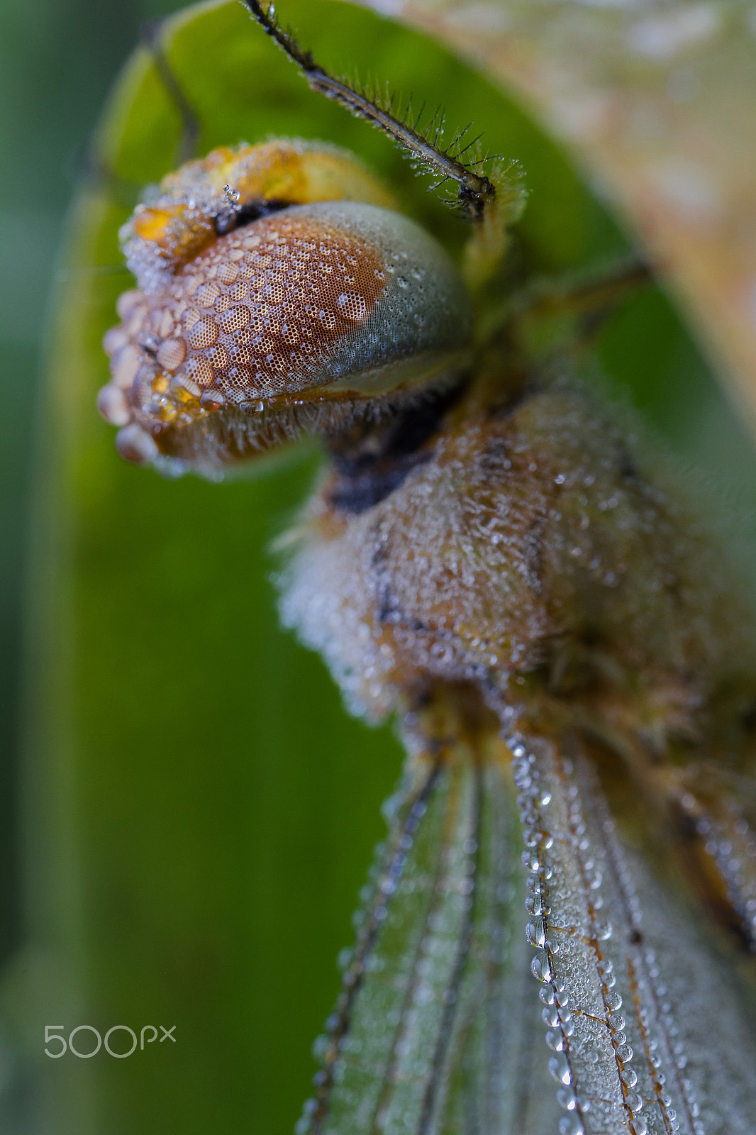 Canon MP-E 65mm F2.5 1-5x Macro Photo sample photo. 蜻蜓头部特写 photography