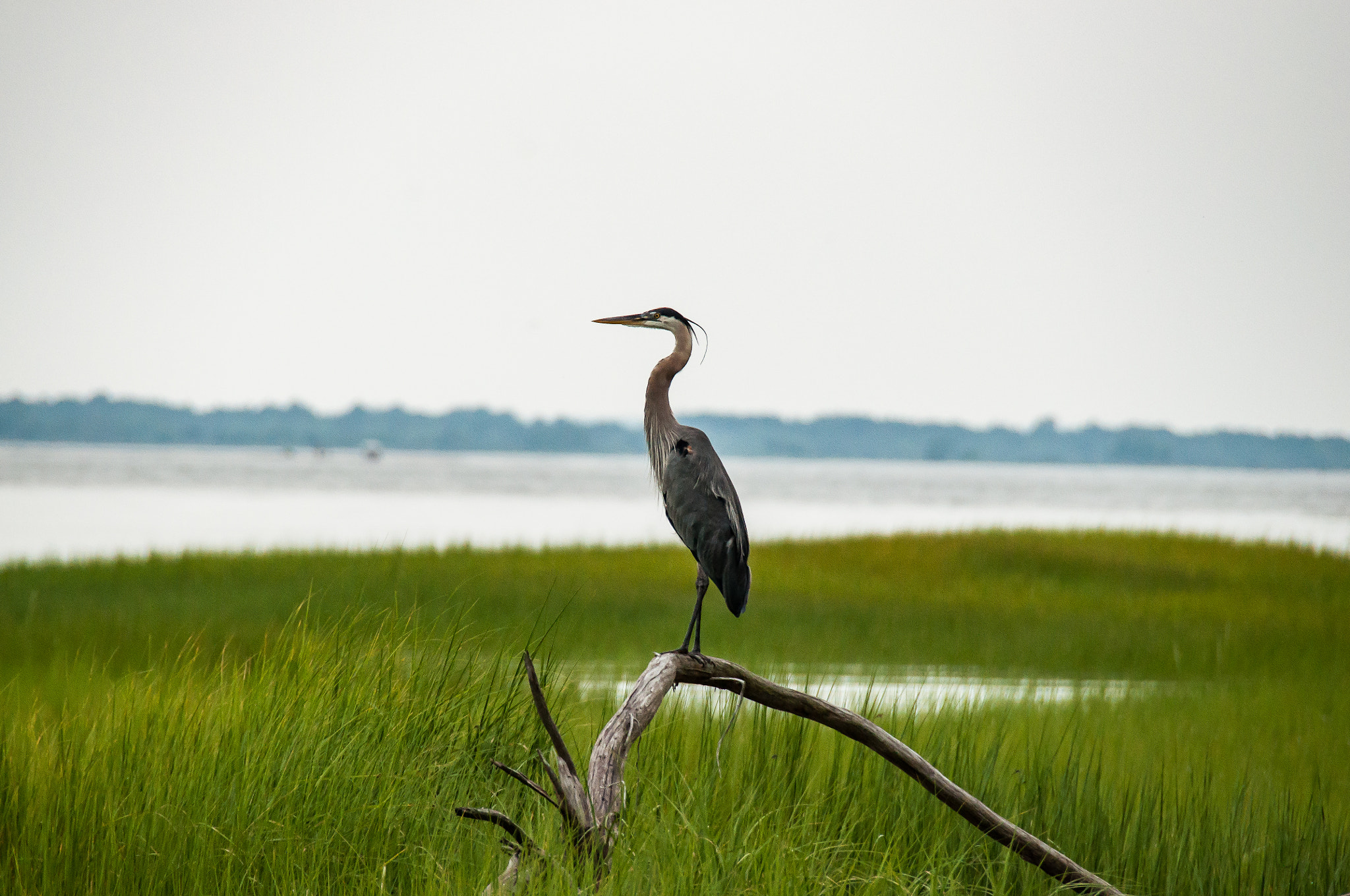 Nikon D5000 sample photo. Great blue heron photography