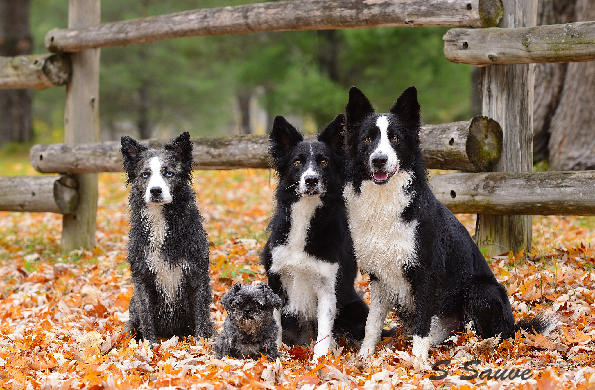 Nikon D610 + AF Micro-Nikkor 105mm f/2.8 sample photo. Love of dog photography
