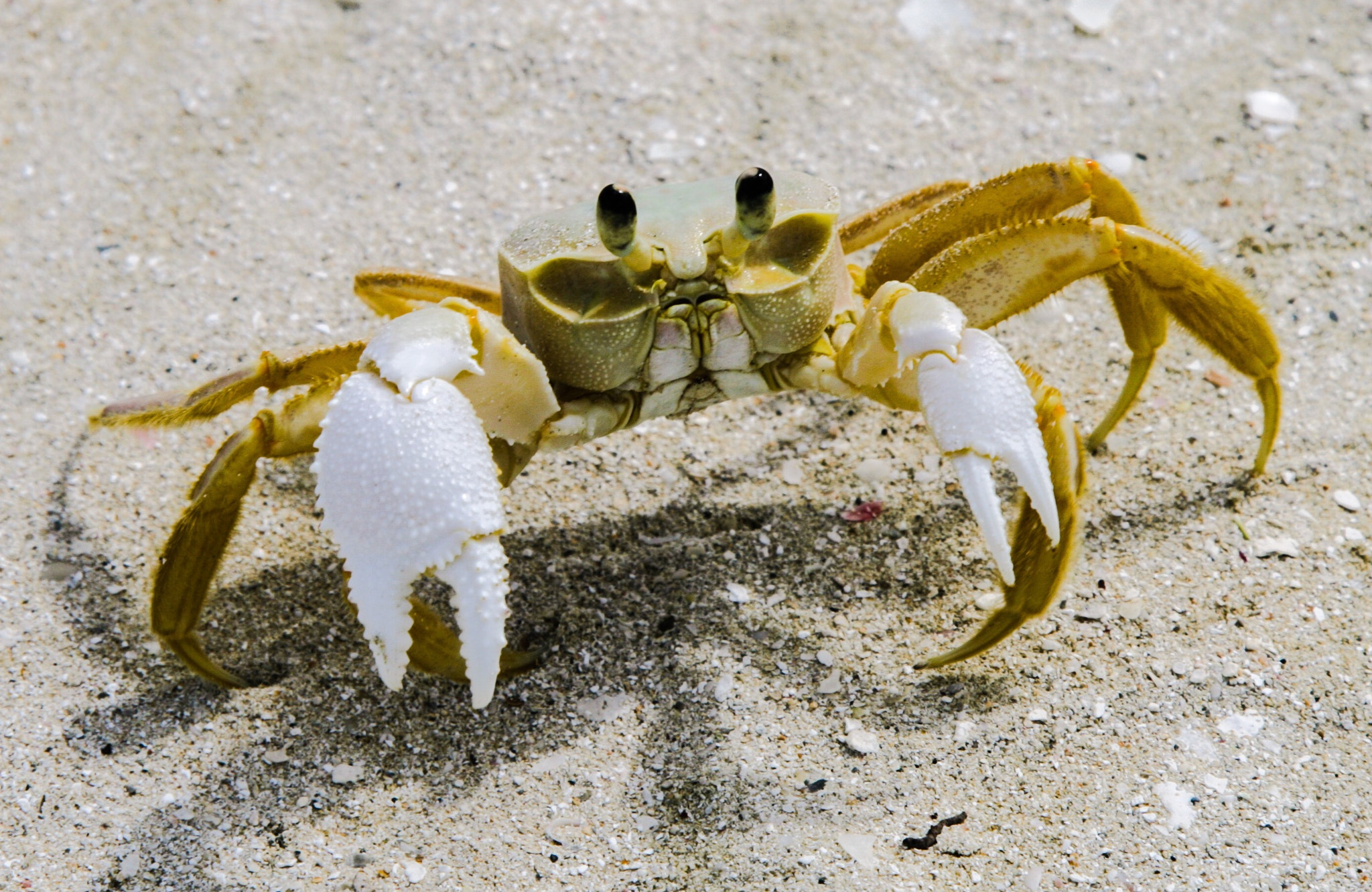 Canon EOS-1Ds Mark II sample photo. Jolly beach antigua photography
