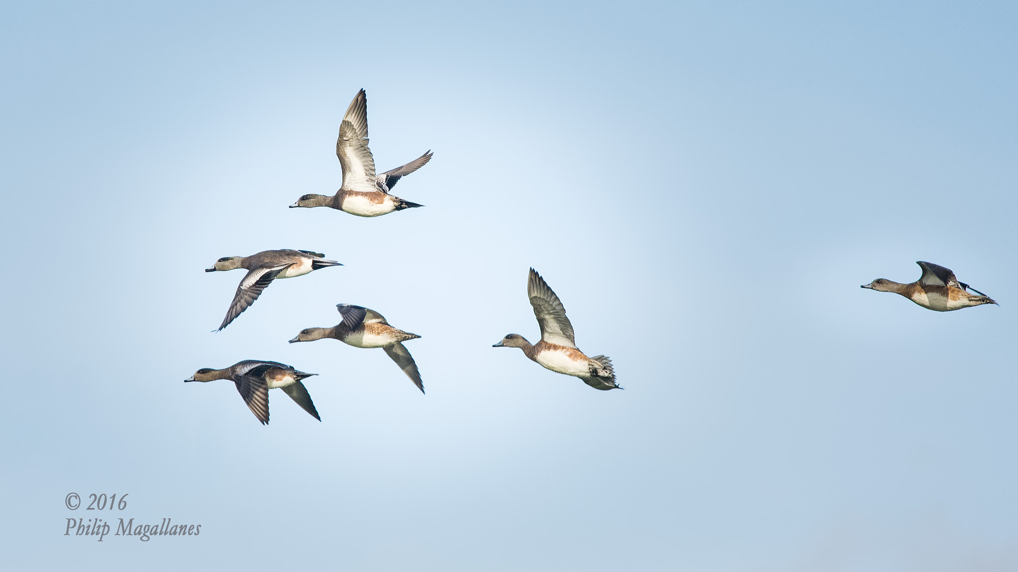 Nikon Nikkor AF-S 300mm F4E PF ED VR sample photo. American wigeons in flight photography
