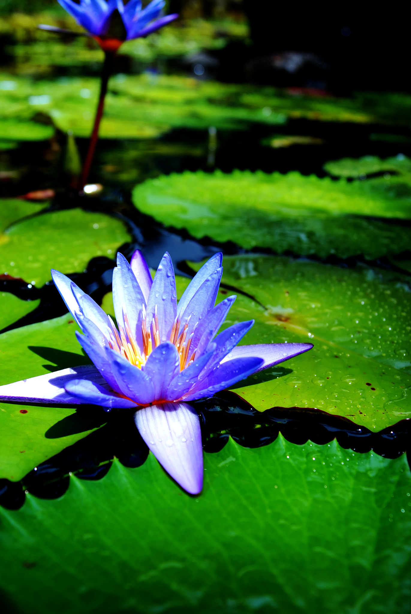 AF Zoom-Nikkor 28-80mm f/3.3-5.6G sample photo. Lillybloom photography