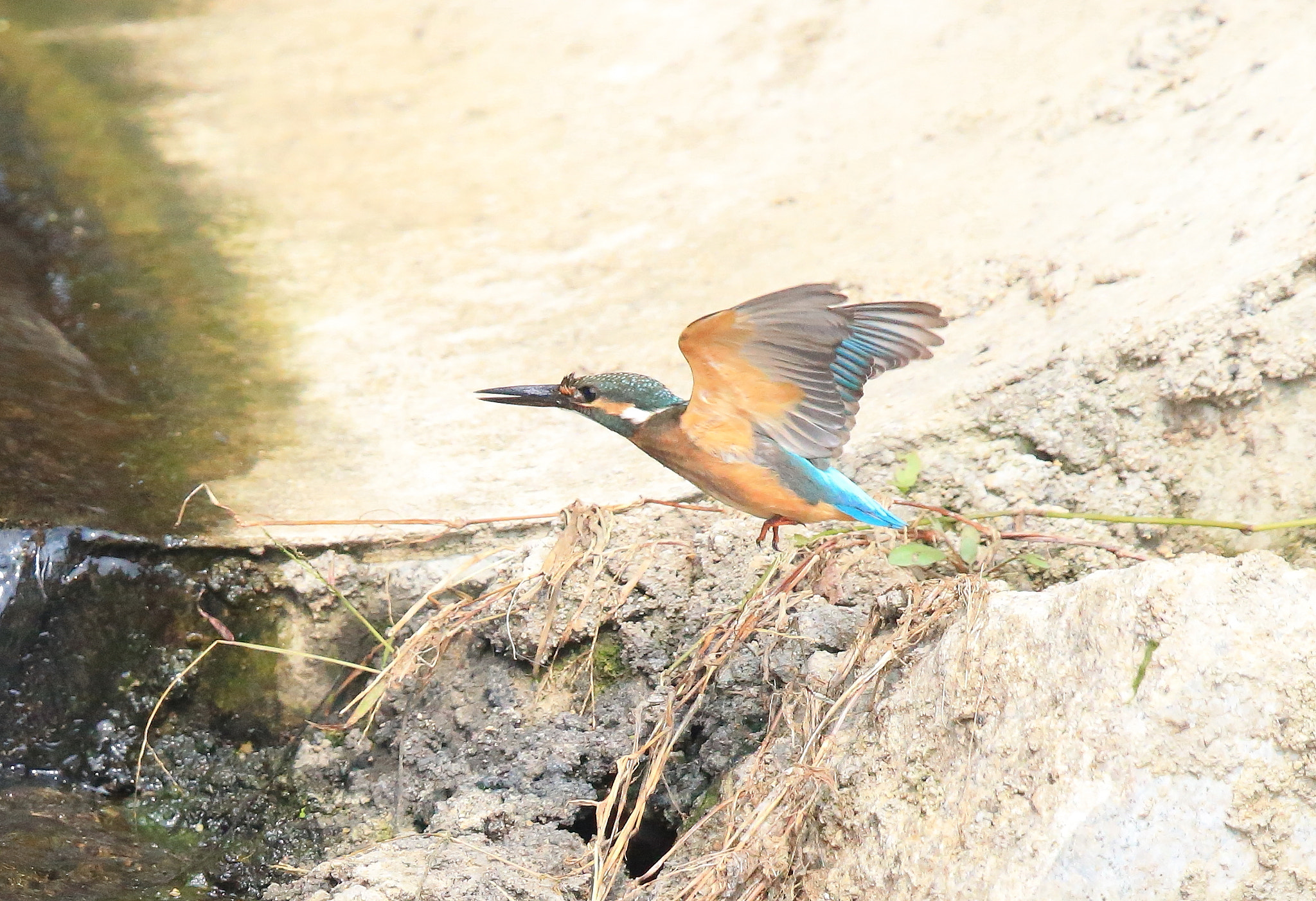 Canon EF 600mm F4L IS II USM sample photo. 204 photography