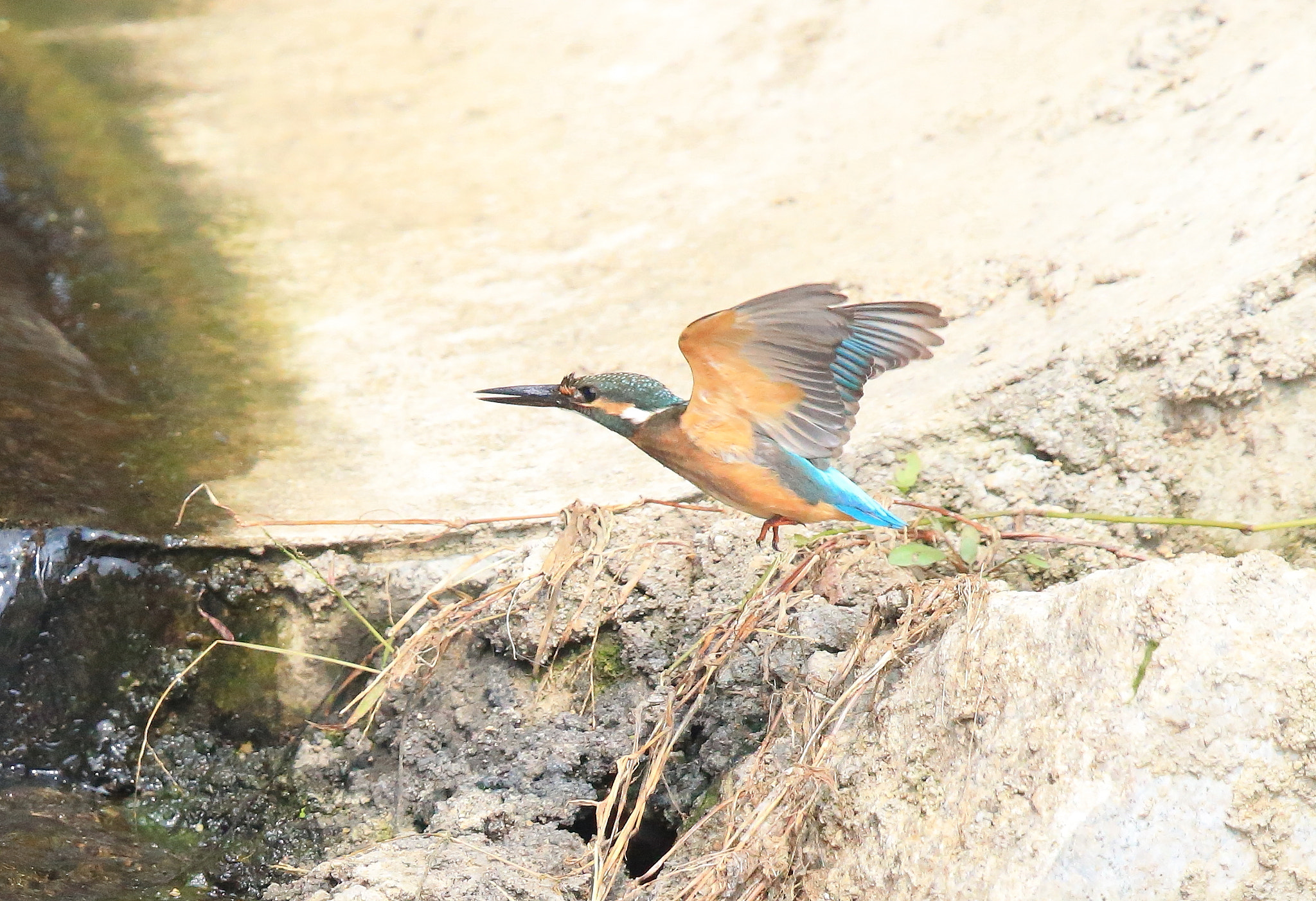 Canon EOS-1D X + Canon EF 600mm F4L IS II USM sample photo. 204 photography