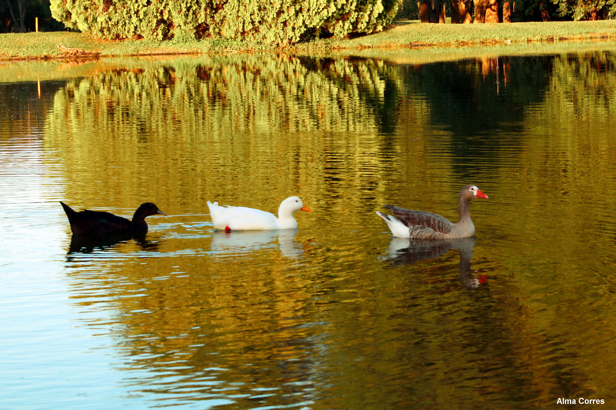 Canon EF 75-300mm f/4-5.6 USM sample photo. Black and white with tanned duck tail photography